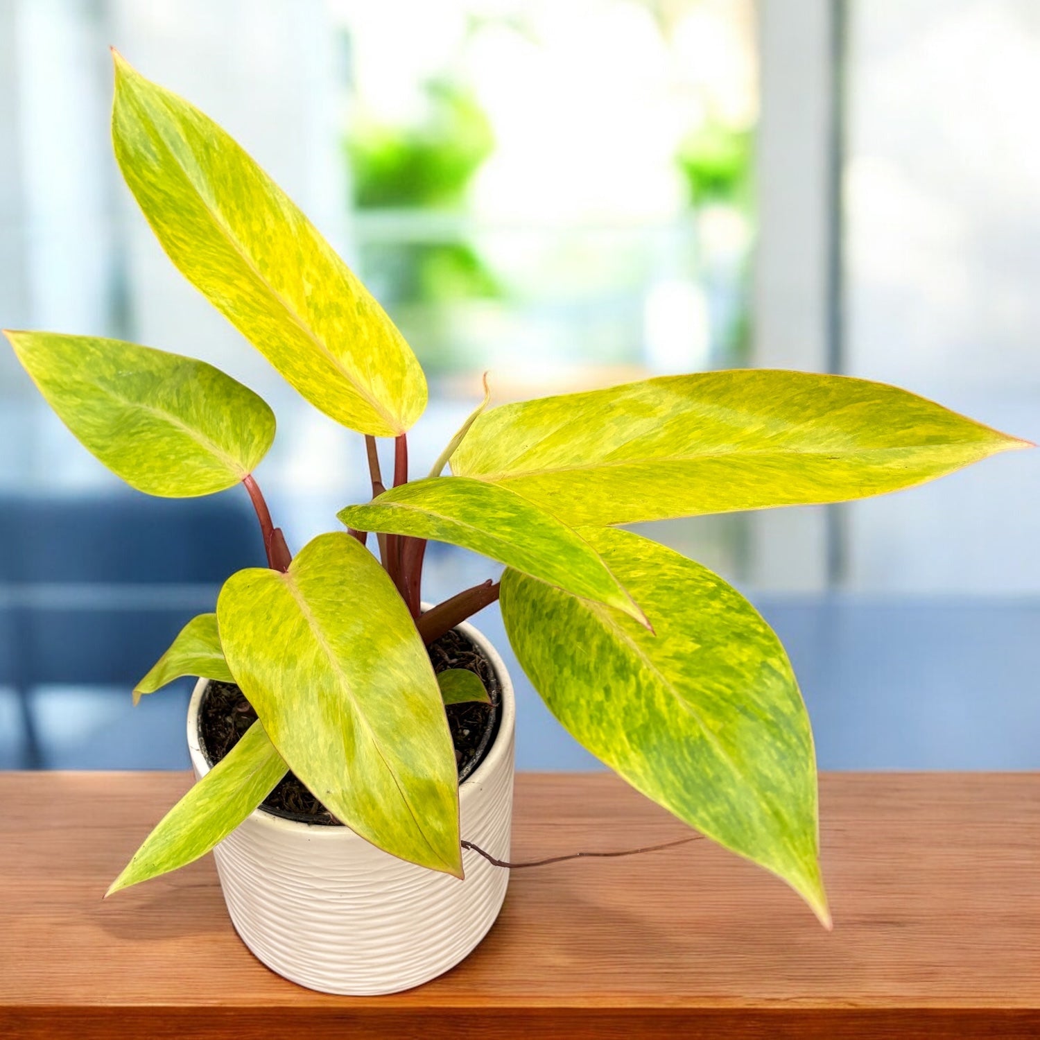 plantas de interior philodendron Filodendro 'Painted Lady'
