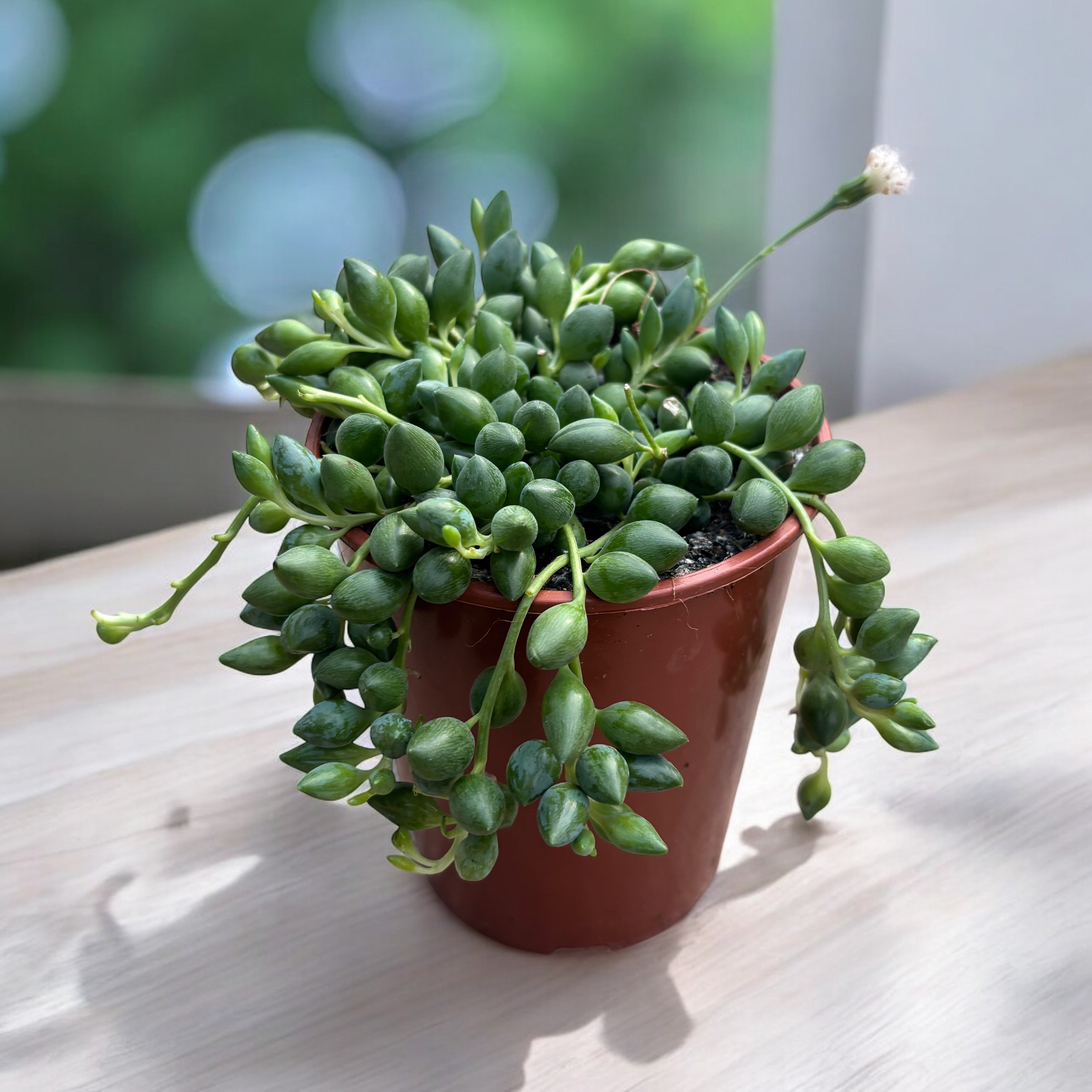 erbsenpflanze düngen Senecio Herreianus (Erbsenpflanze, Perlenkette) – Secret Garden Plant Shop