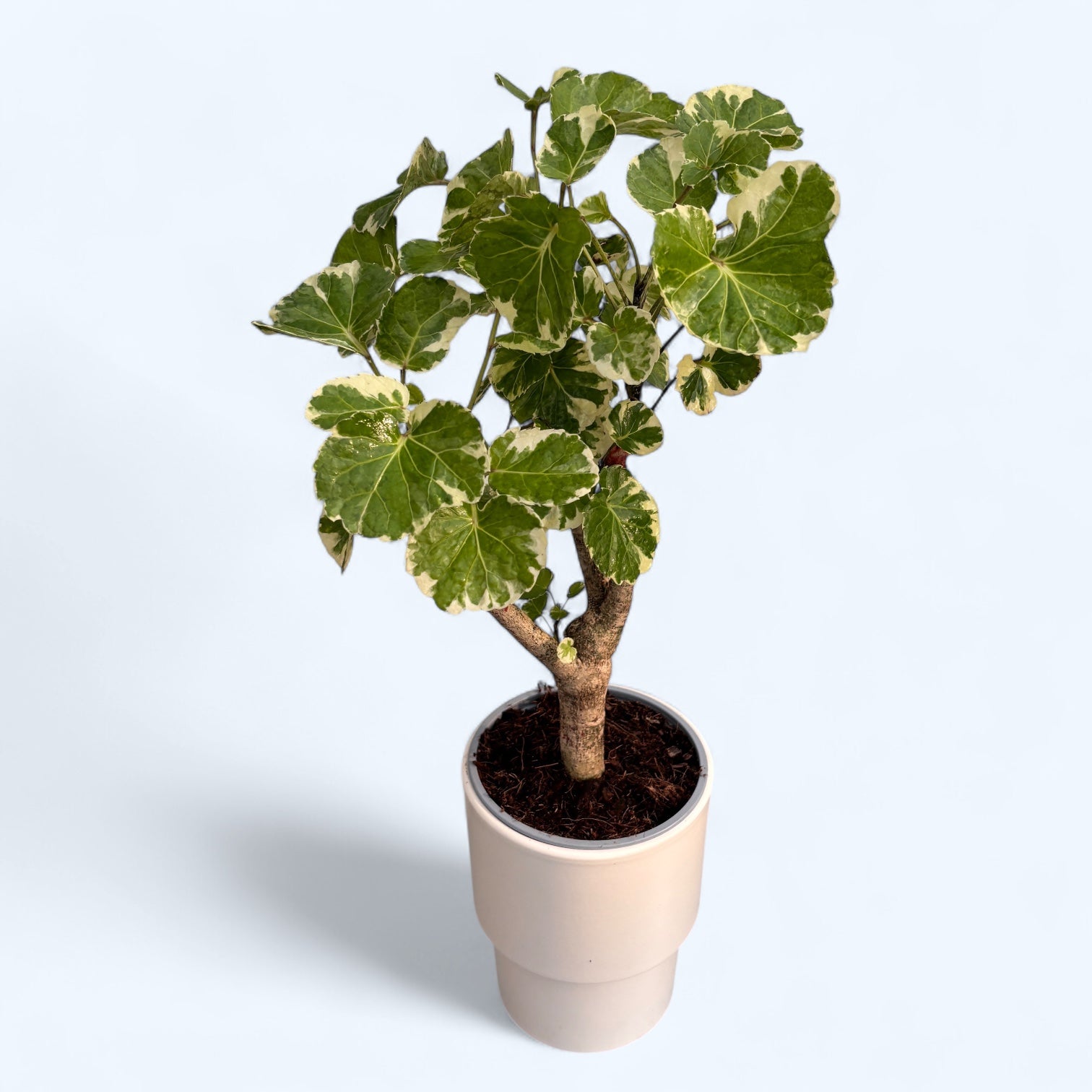 Polyscias scutellaria 'Balfourii' (Variegata) bonsai – Planta de inter –  Secret Garden Plant Shop