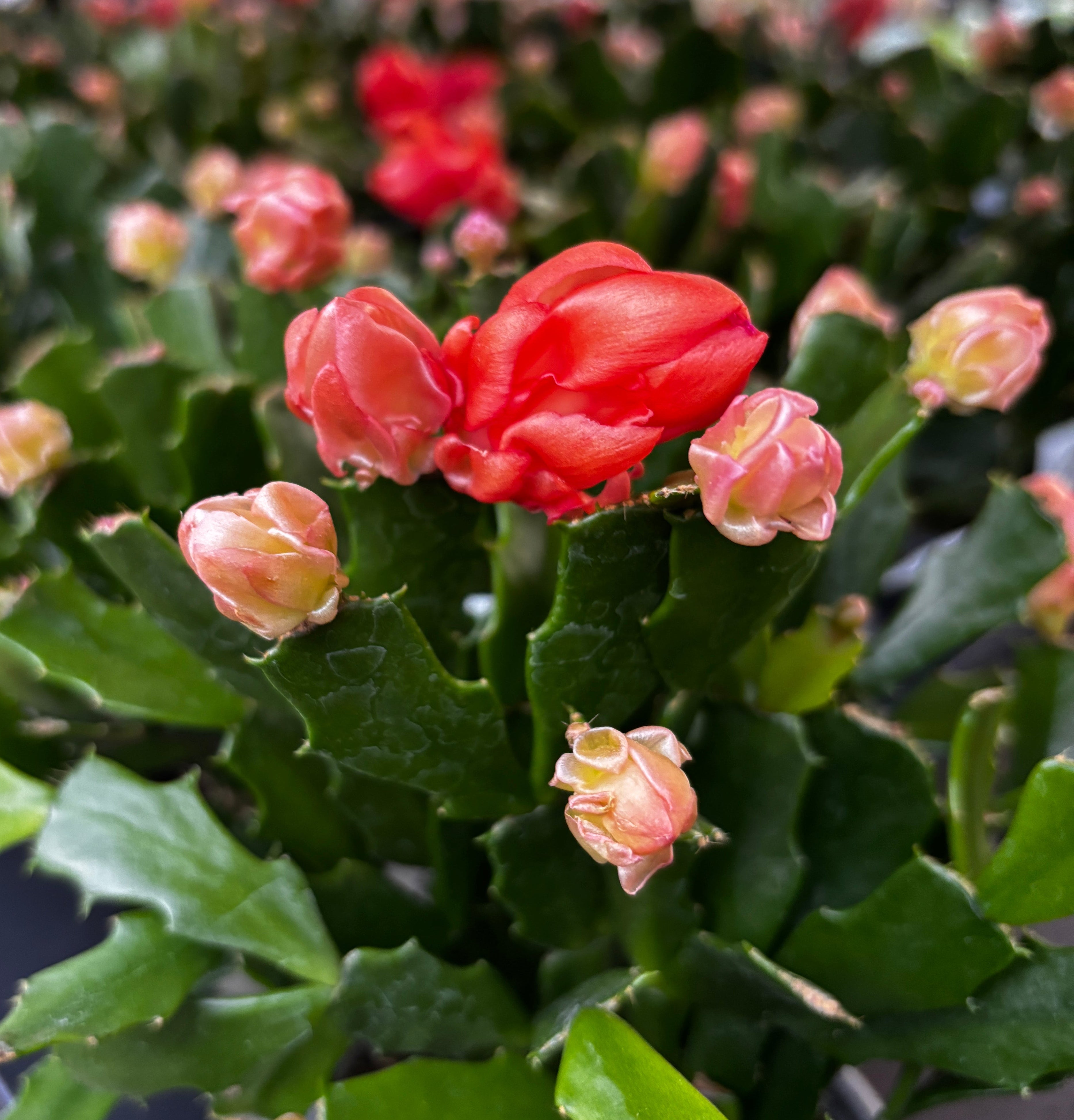 Schlumbergera 'Thor Wild Kaktus Oranssi' 6pp – Secret Garden Plant Shop