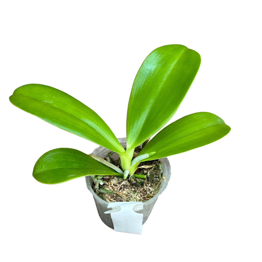 Phalaenopsis Pulchra - flori cerate, parfumate