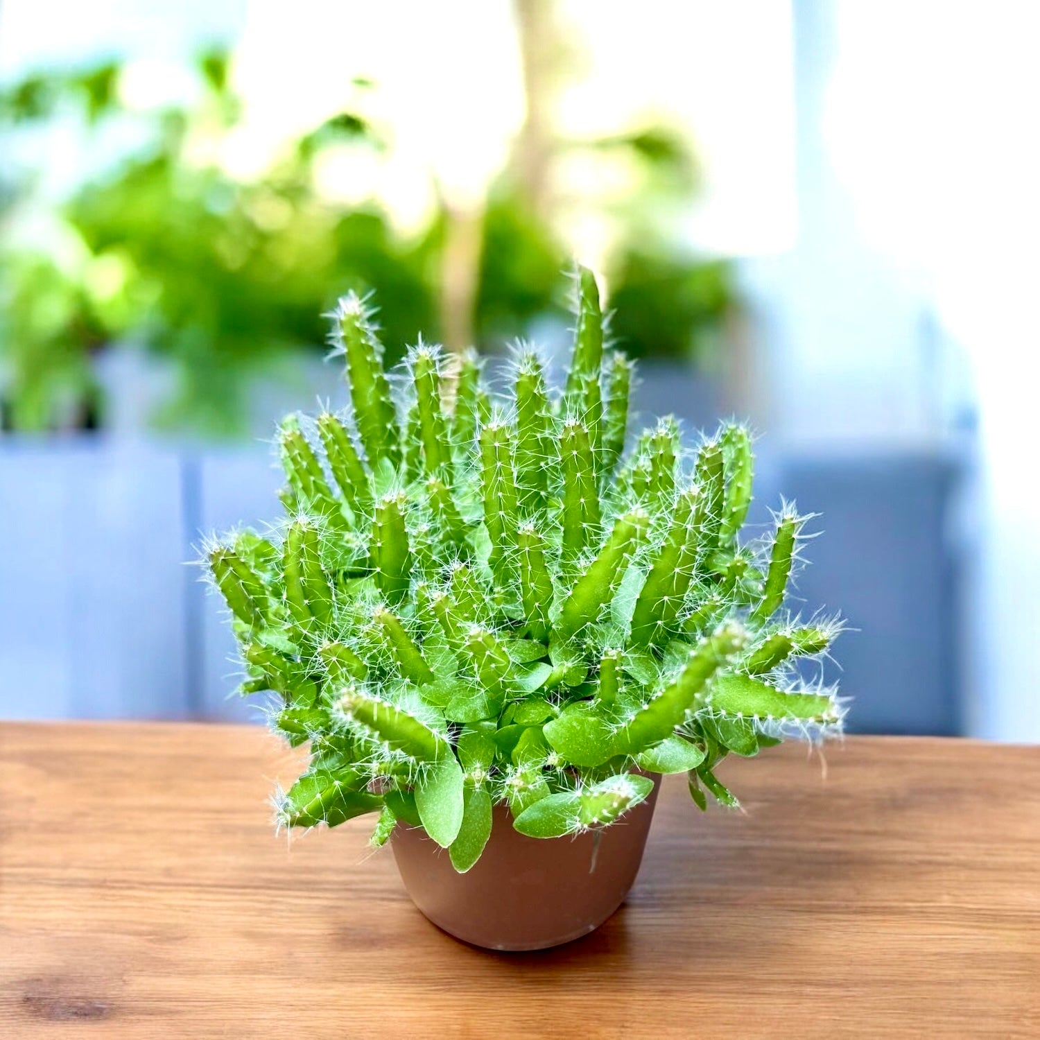 cactus fructul dragonului Hylocereus undatus