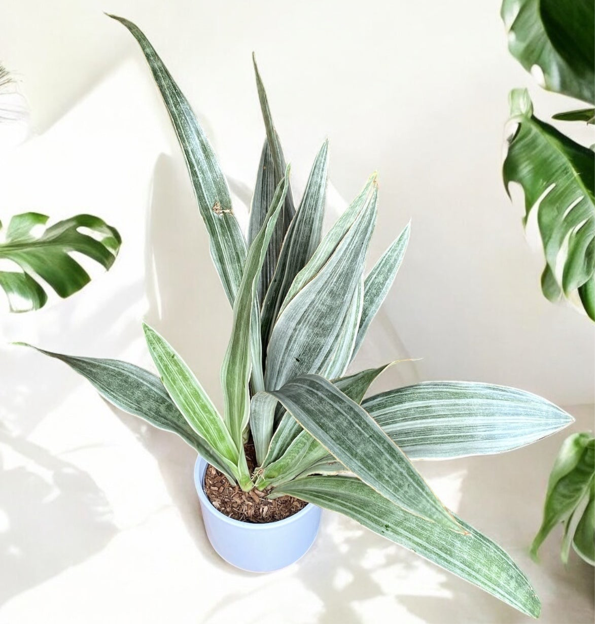 metallica snake plant Sansevieria Aubrytniana Metallica – Secret Garden Plant Shop