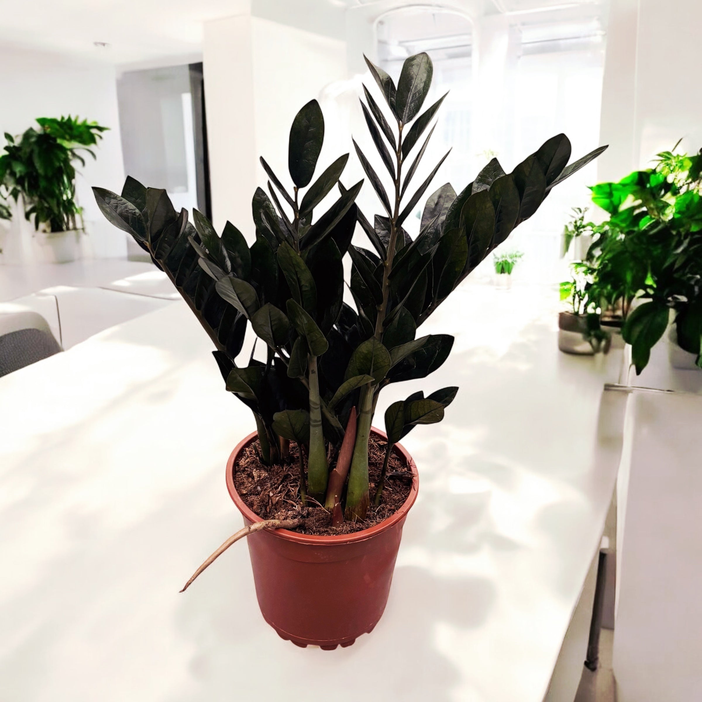 Zamioculcas Zamiifolia 'Super Nova' (frunze negre) – Secret Garden