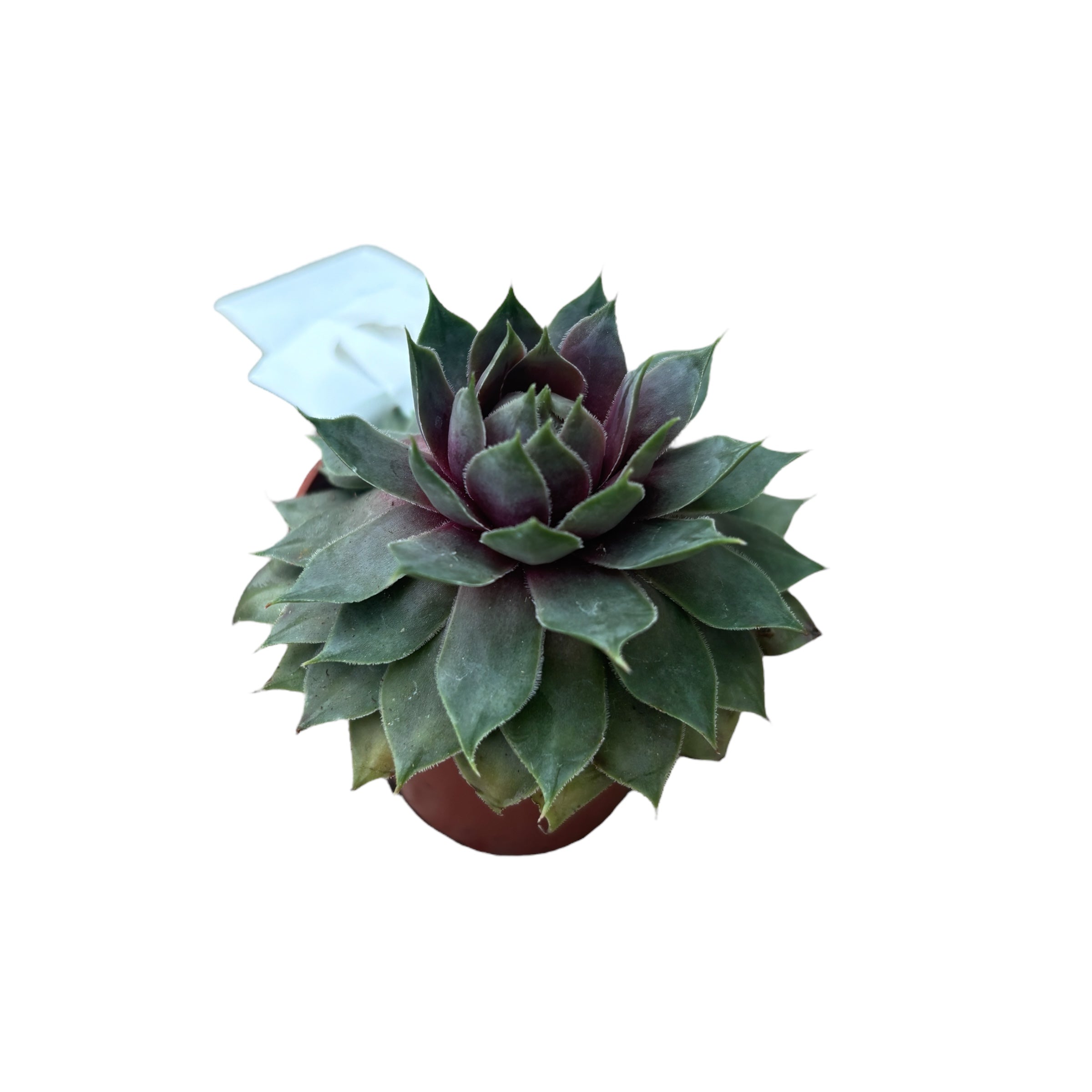 emerald empress succulent Sempervivum 'Emerald Empress' (planta urechelnita) – Secret Garden Plant Shop