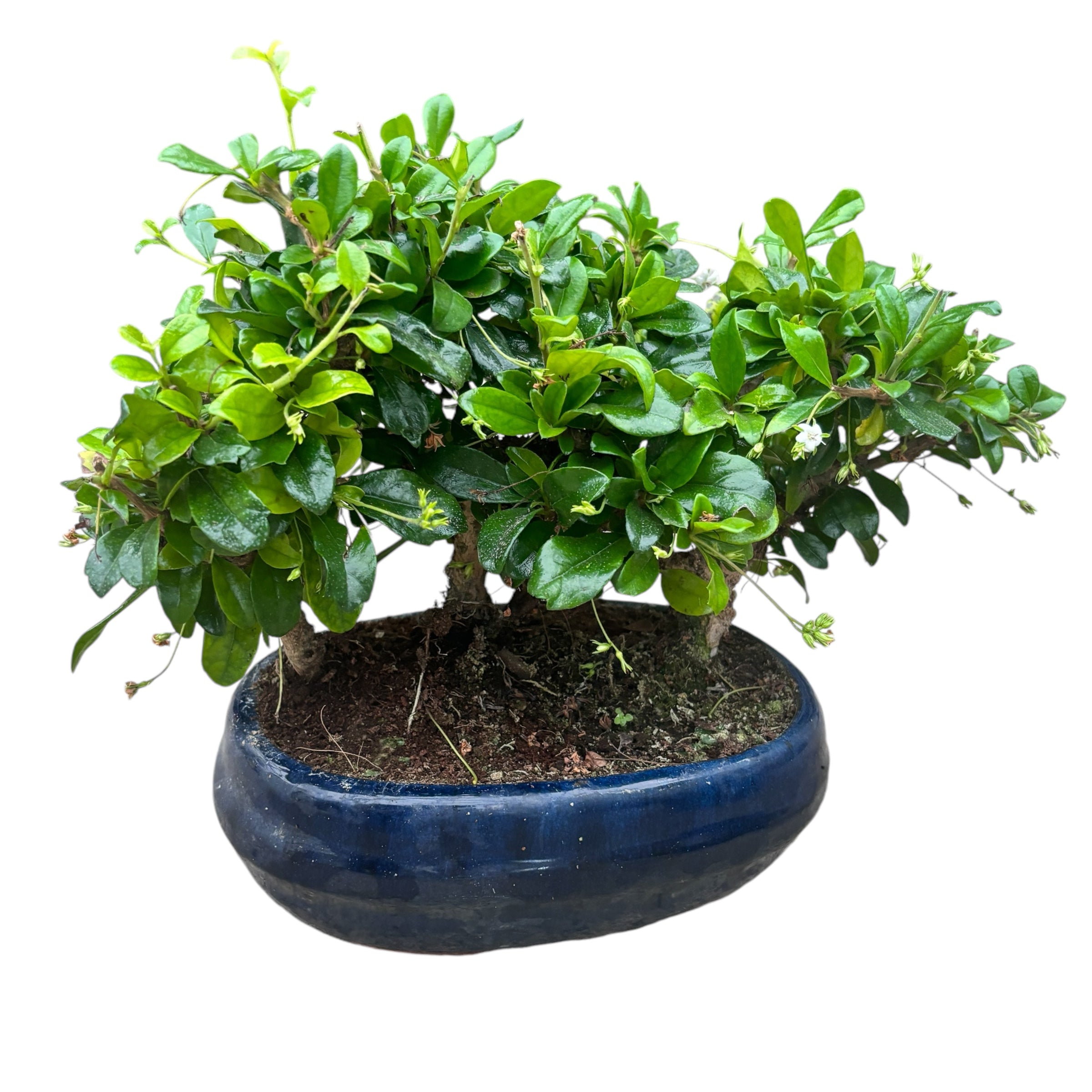 Bonsai Carmona forest 3pp – Secret Garden Plant Shop