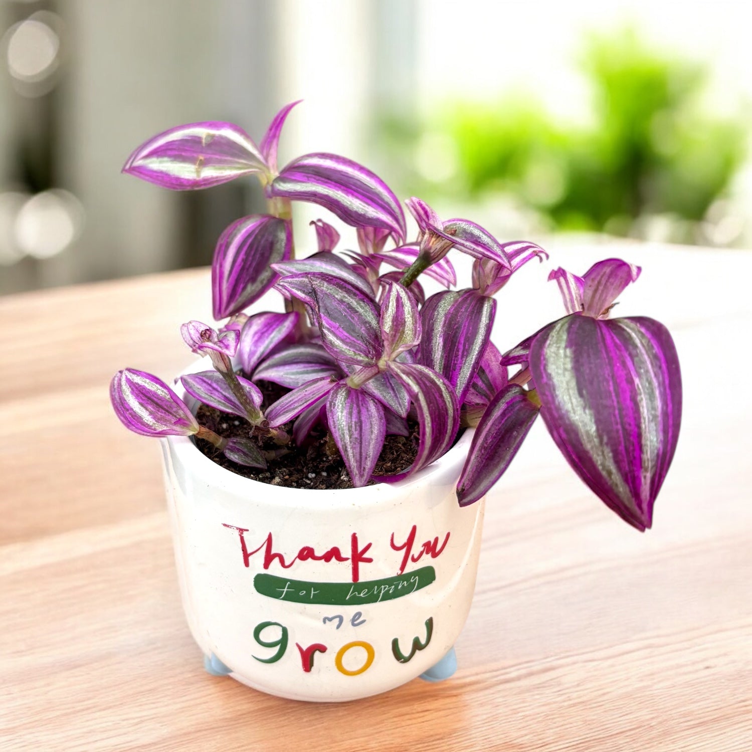 Tradescantia „Pink Paradise“ (Babypflanze) – Secret Garden Plant Shop