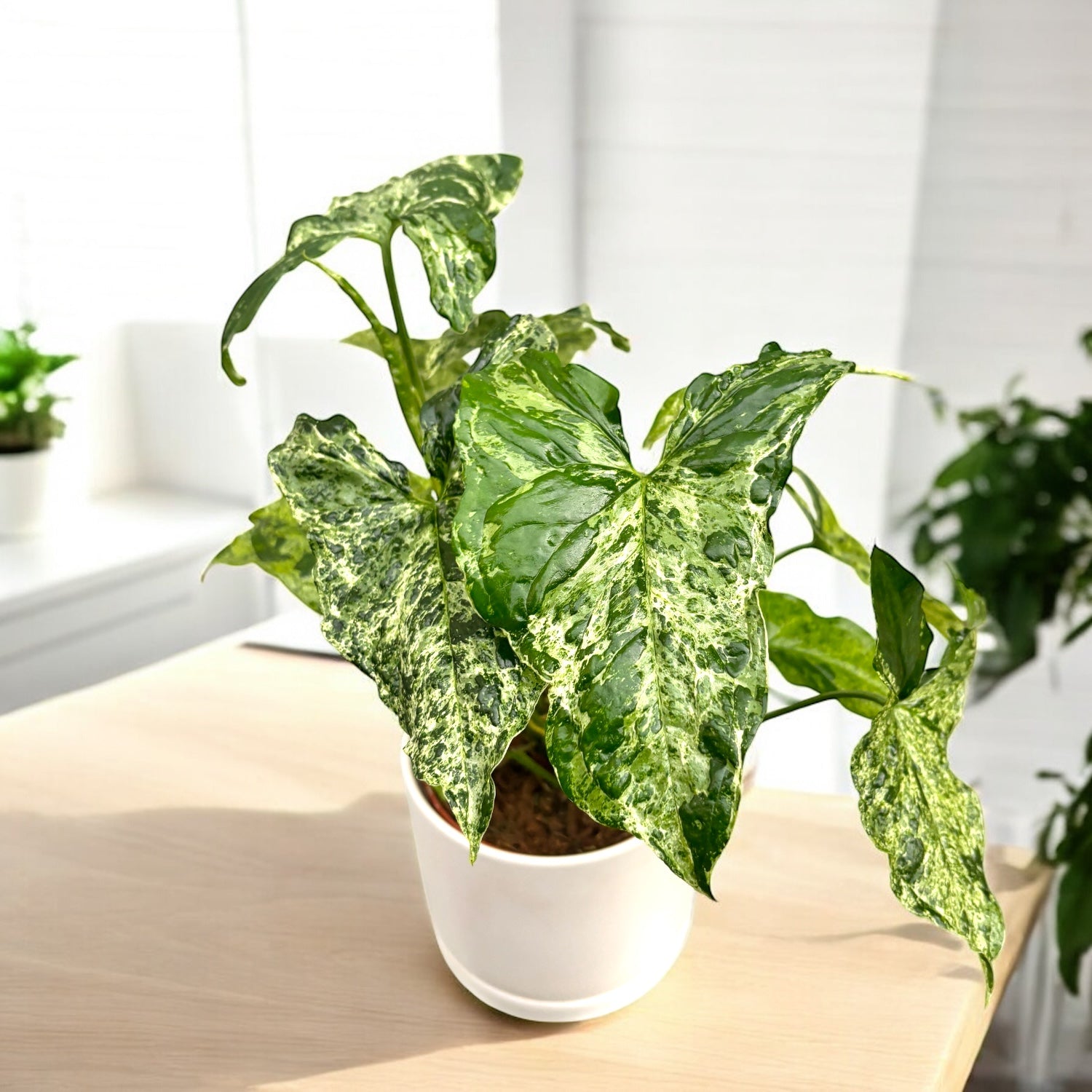 Syngonium podophyllum Mottled 'Mojito'  Secret Garden Plant Shop