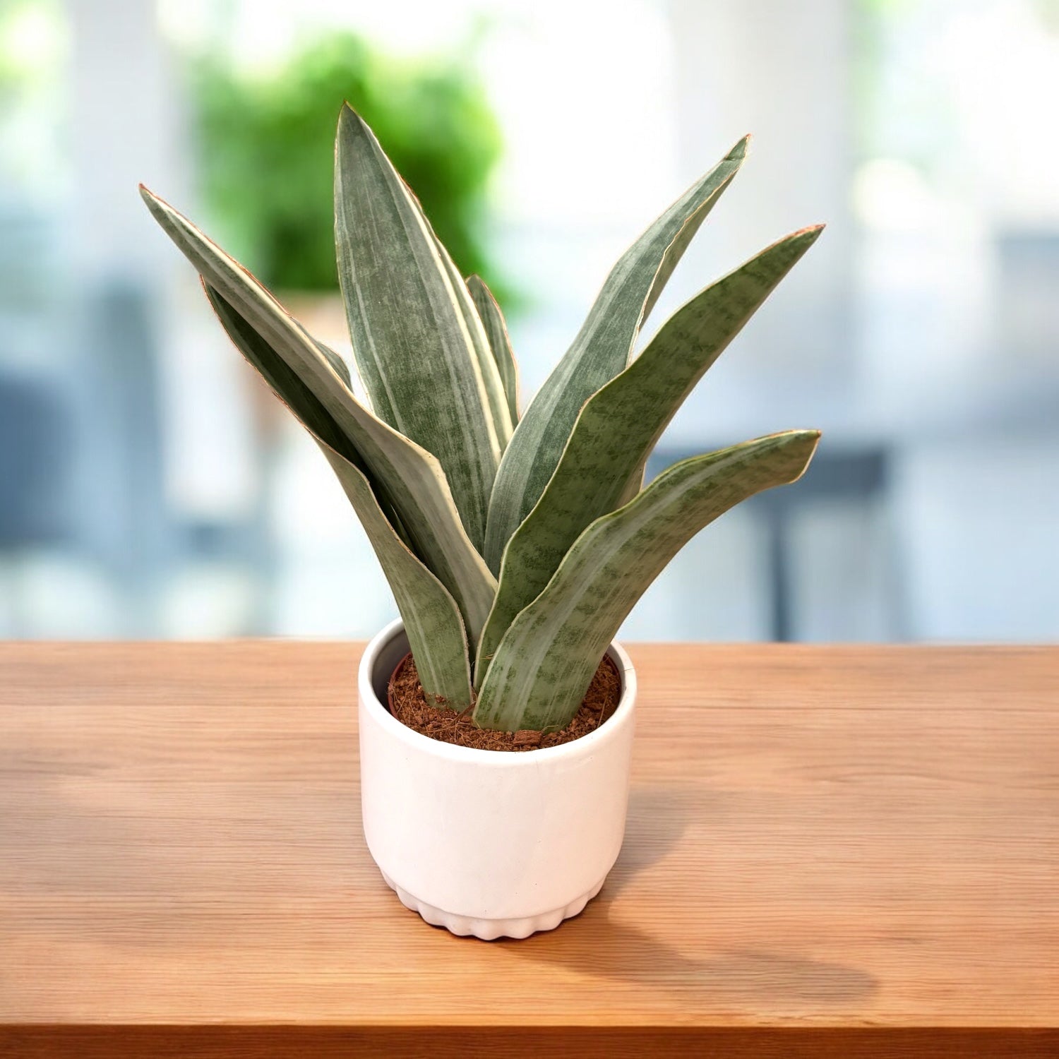 Sansevieria aubrytiana 'Metallica' – Secret Garden Plant Shop