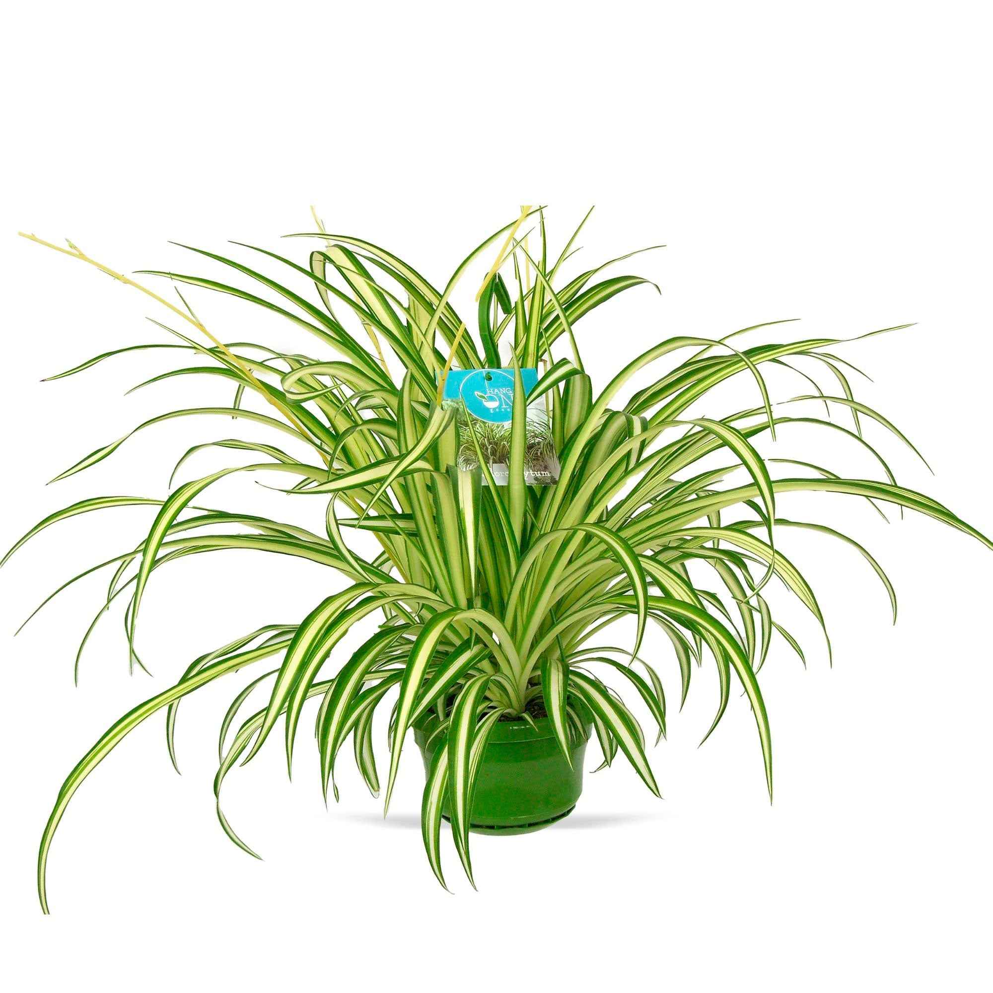Chlorophytum comosum 'Vittatum' (Variegated Spider Plant)