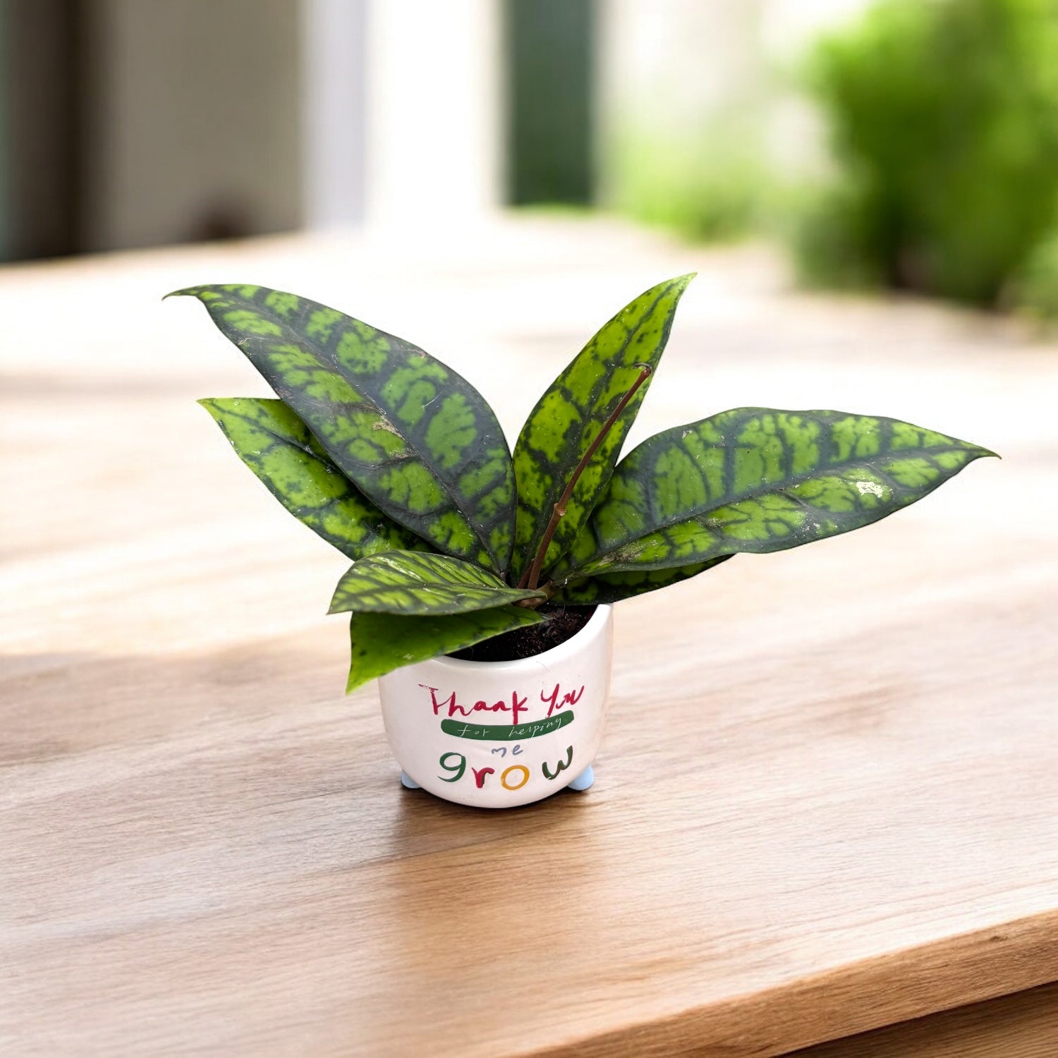 Hoya callistophylla 'Black Cat' – Secret Garden Plant Shop