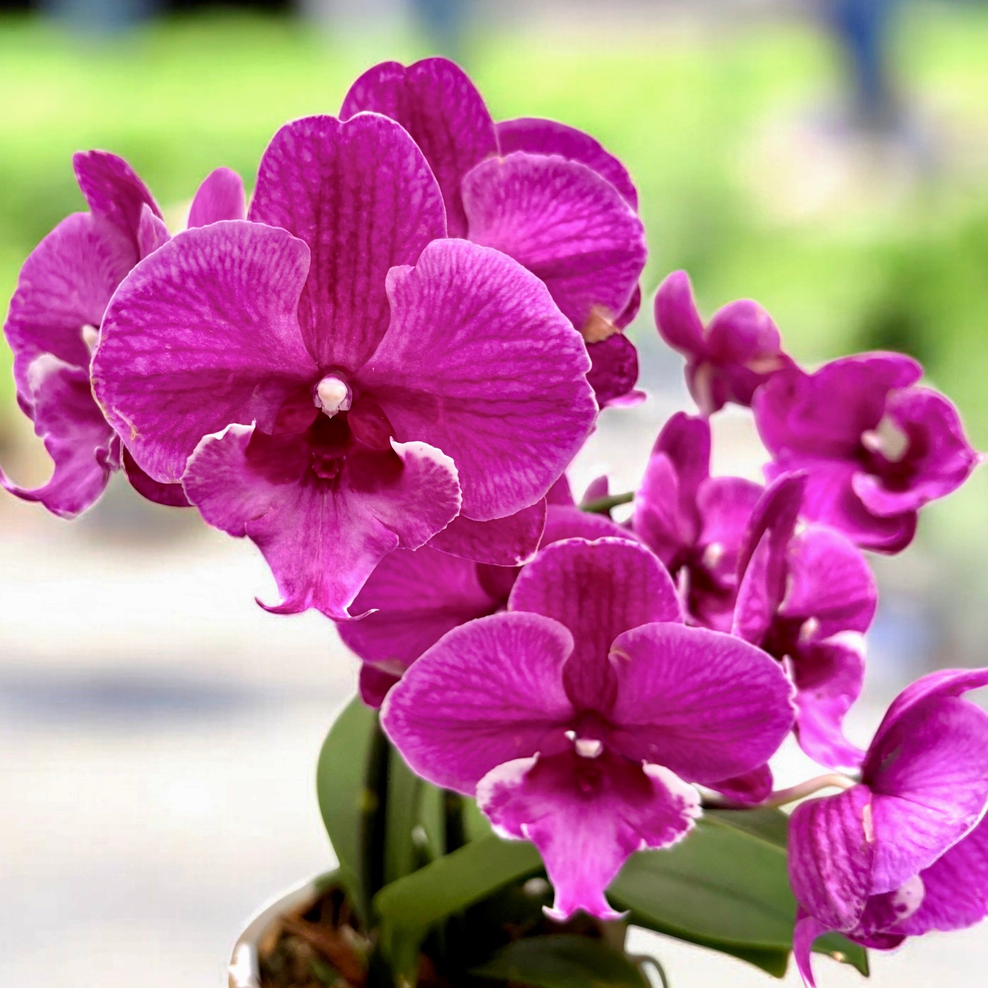 Phalaenopsis Tying Shin Black Bear grote lip - 2 planten/pot