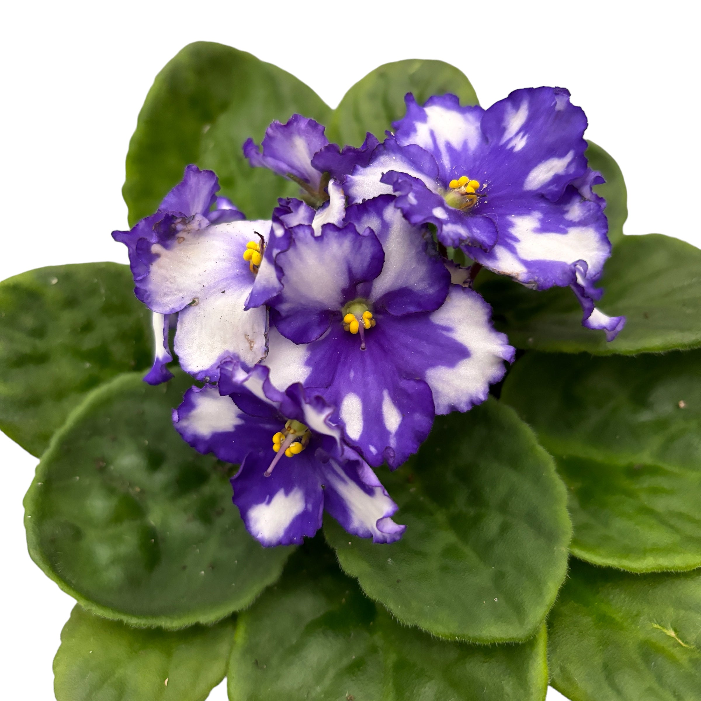 Saintpaulia Inova Spectra Blue - violete africane – Secret Garden