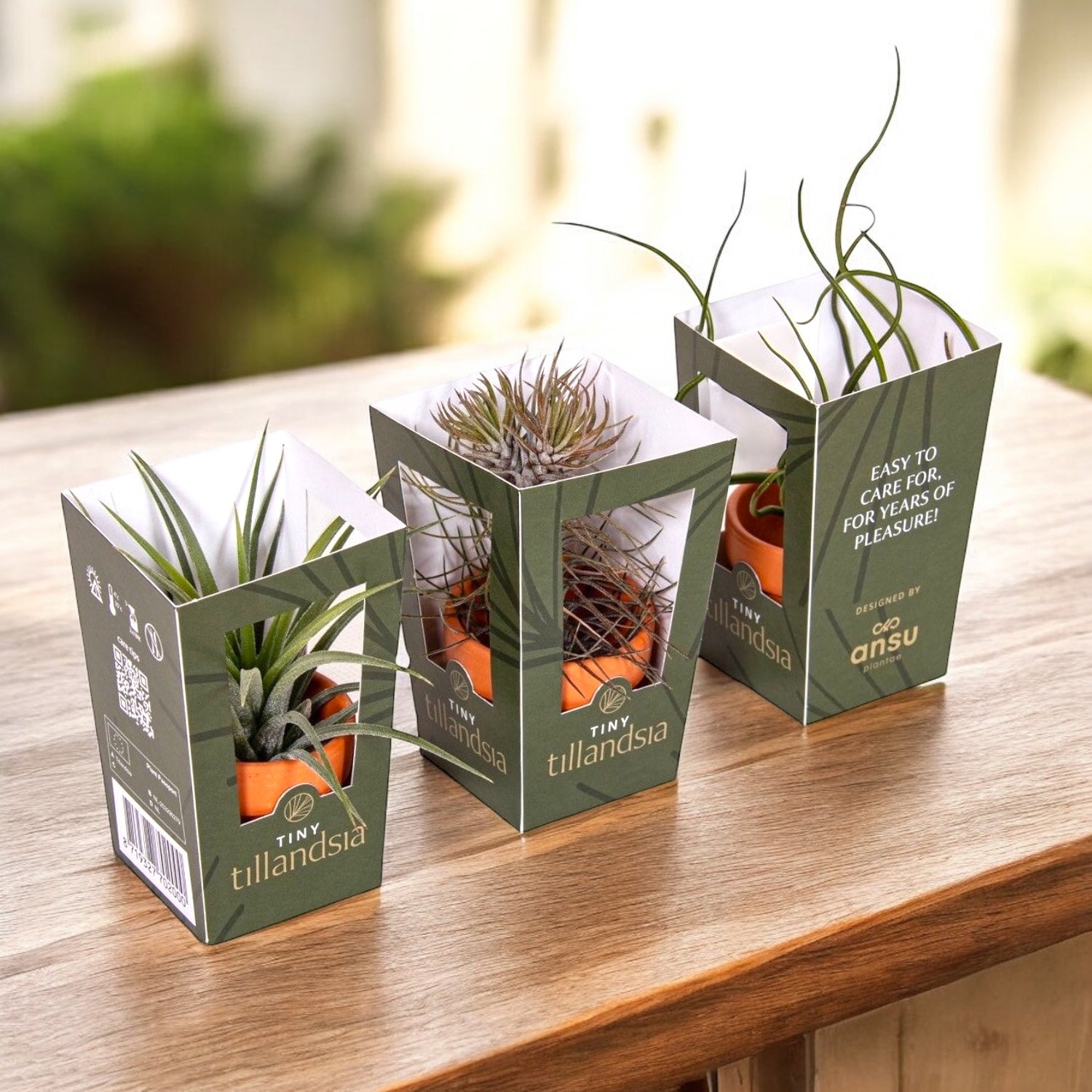 Mélange de Tillandsia AirPlant en terre cuite – Secret Garden