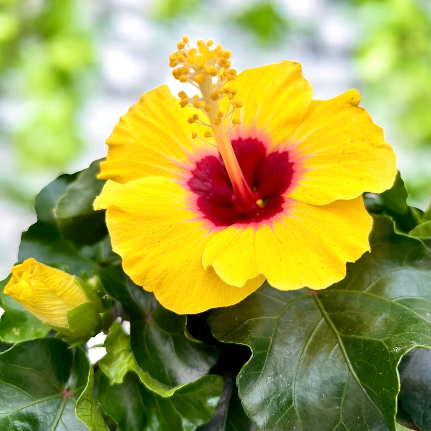 Hibiscus rosa-sinensis 'Rico Suave' – Secret Garden Plant Shop