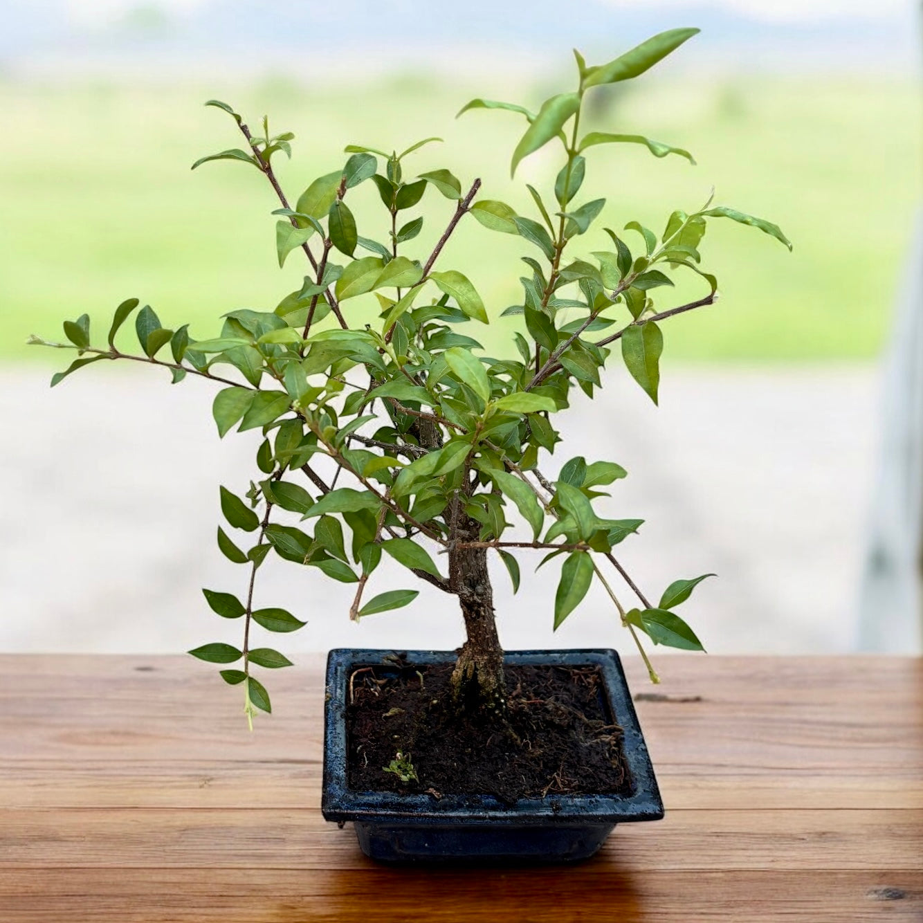Bonsai Malpighia – tropischer Bonsai mit glänzendem Laub und roten  Zierfrüchten, ideal für den Innenbereich – Secret Garden Plant Shop