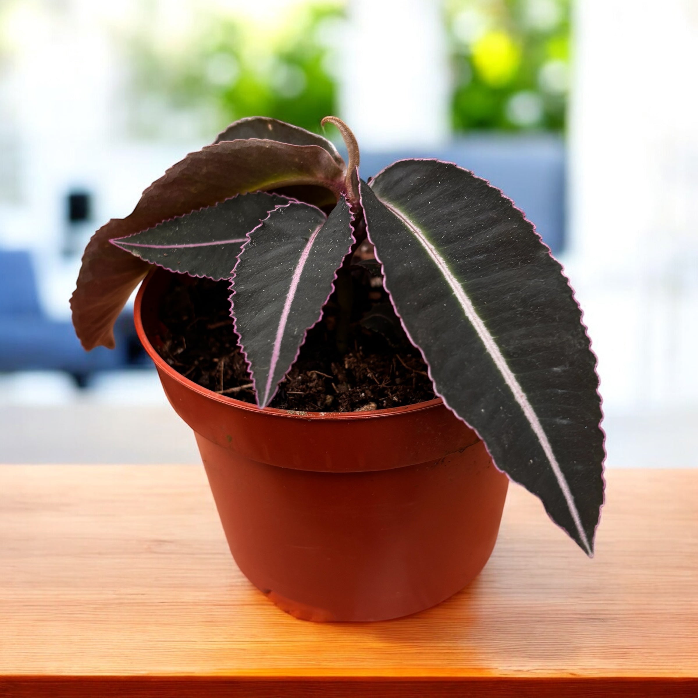 plante cu a Labisia pumila, planta bijuterie – frunzis compact, cu nervuri decorat –  Secret Garden Plant Shop
