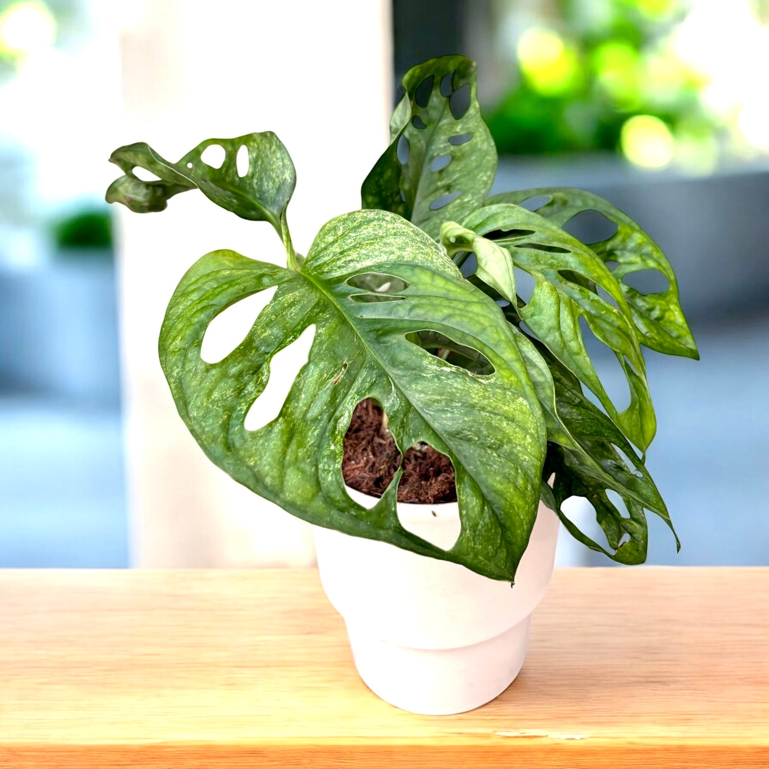 Monstera adansonii 'Mint' (Πολύχρωμη ποικιλία) – Secret Garden