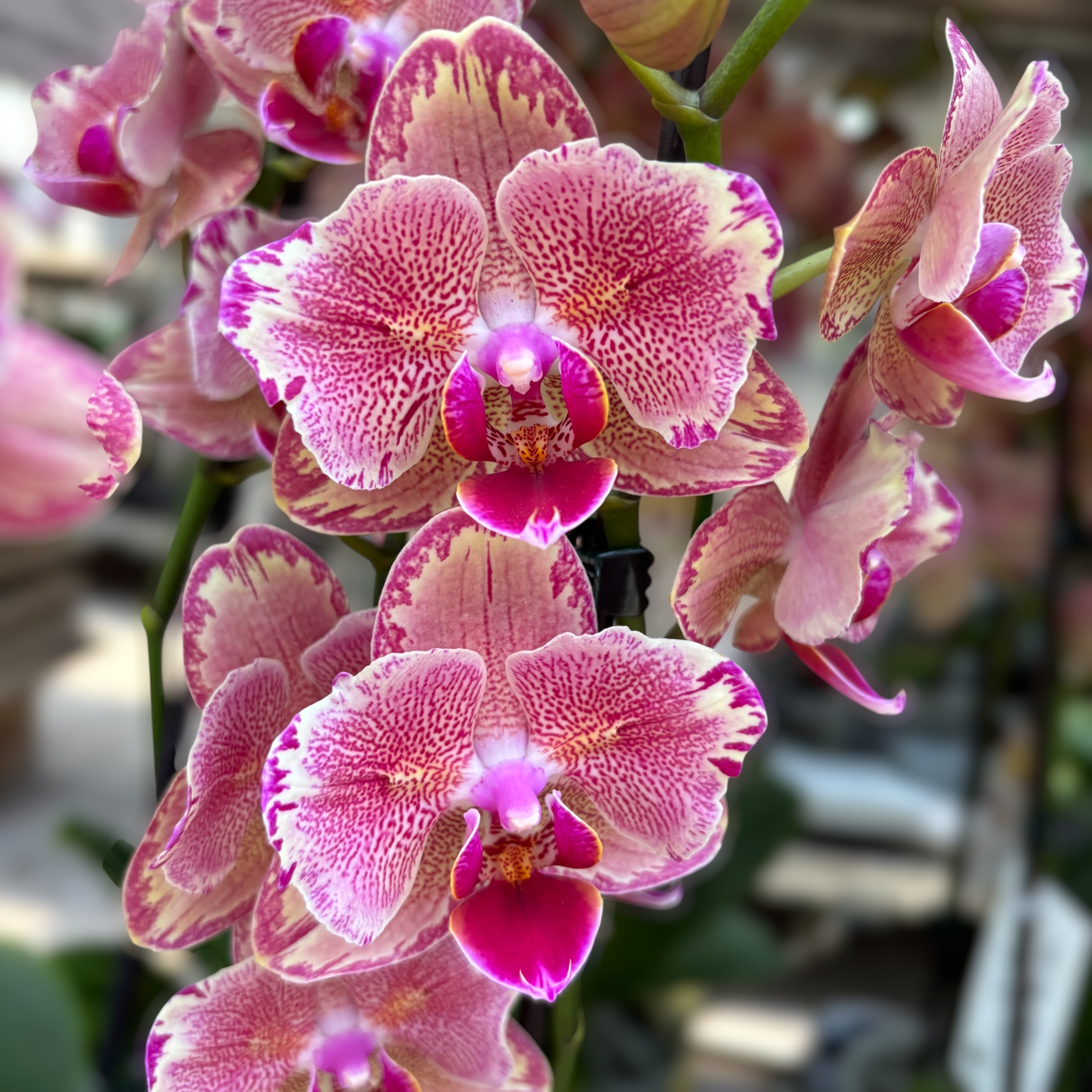 Phalaenopsis Pirate Picotee peloric - butterfly – Secret Garden