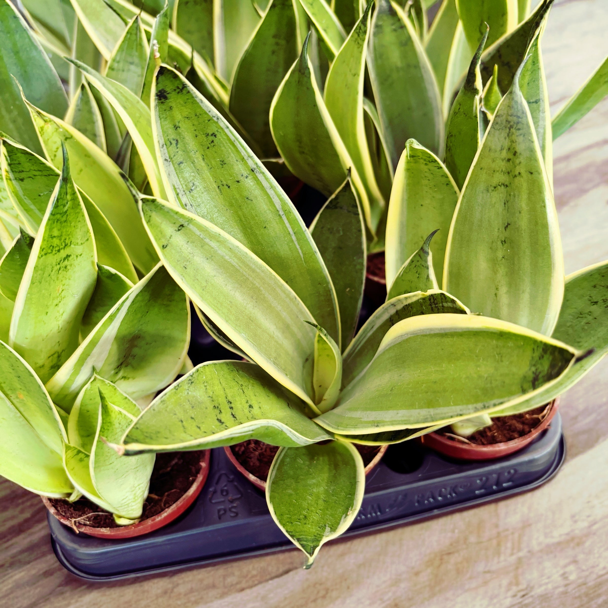 sansevieria snow Sansevieria White Snow D9 – Secret Garden Plant Shop