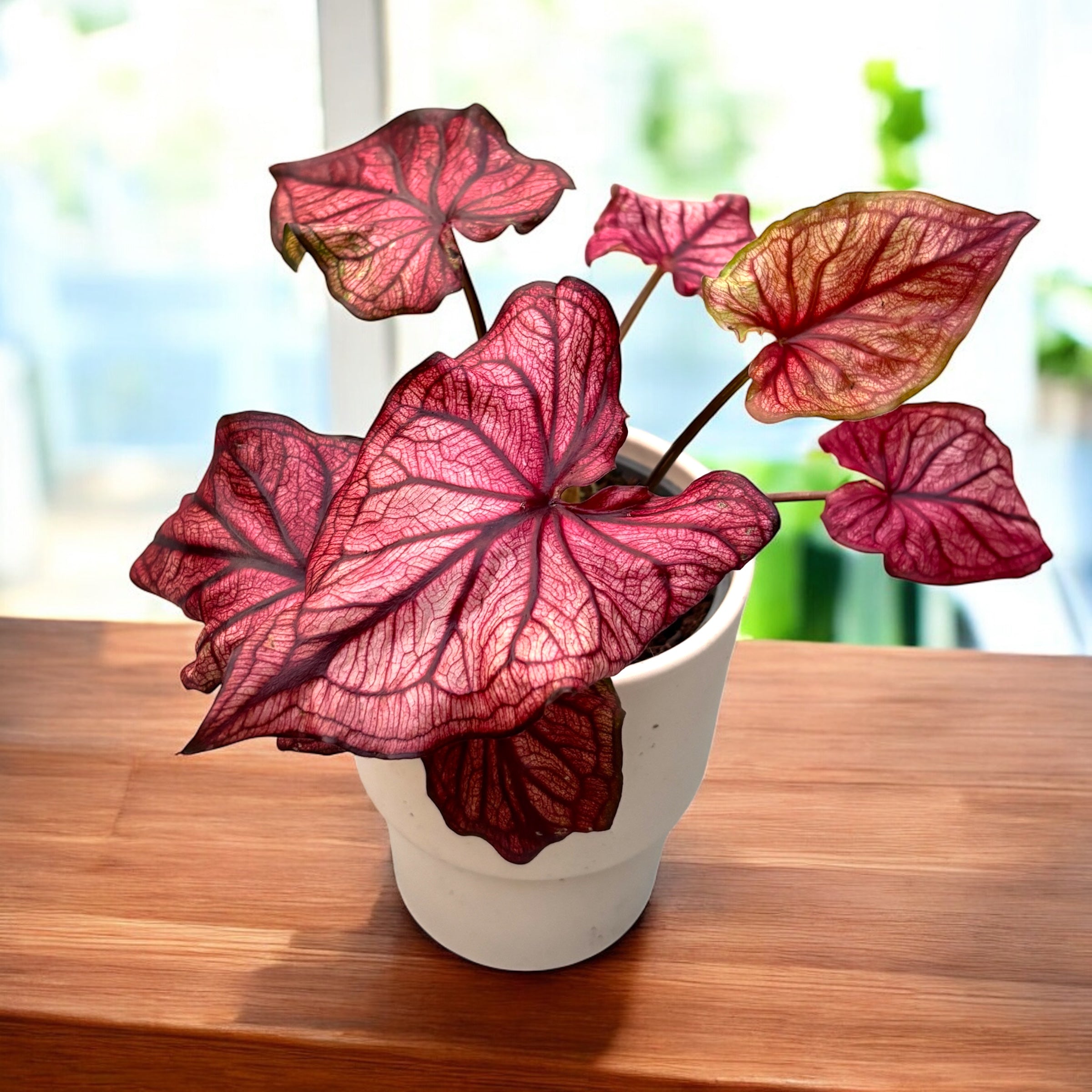 zimmerpflanzen knollengewächs Caladium 'Desert Sunset' – Secret Garden Plant Shop