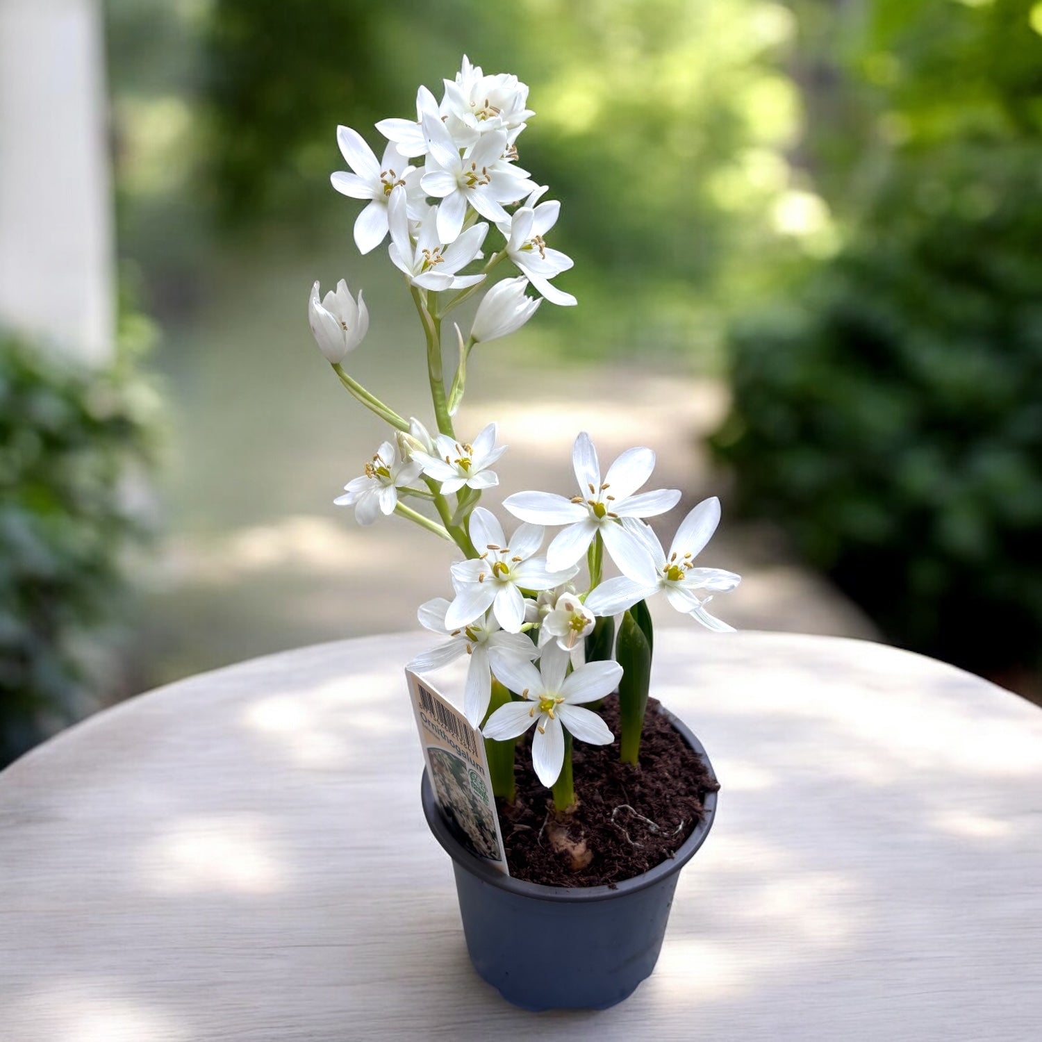 Ornithogalum Balansae - Steaua din Betheleem, Balusca – Secret
