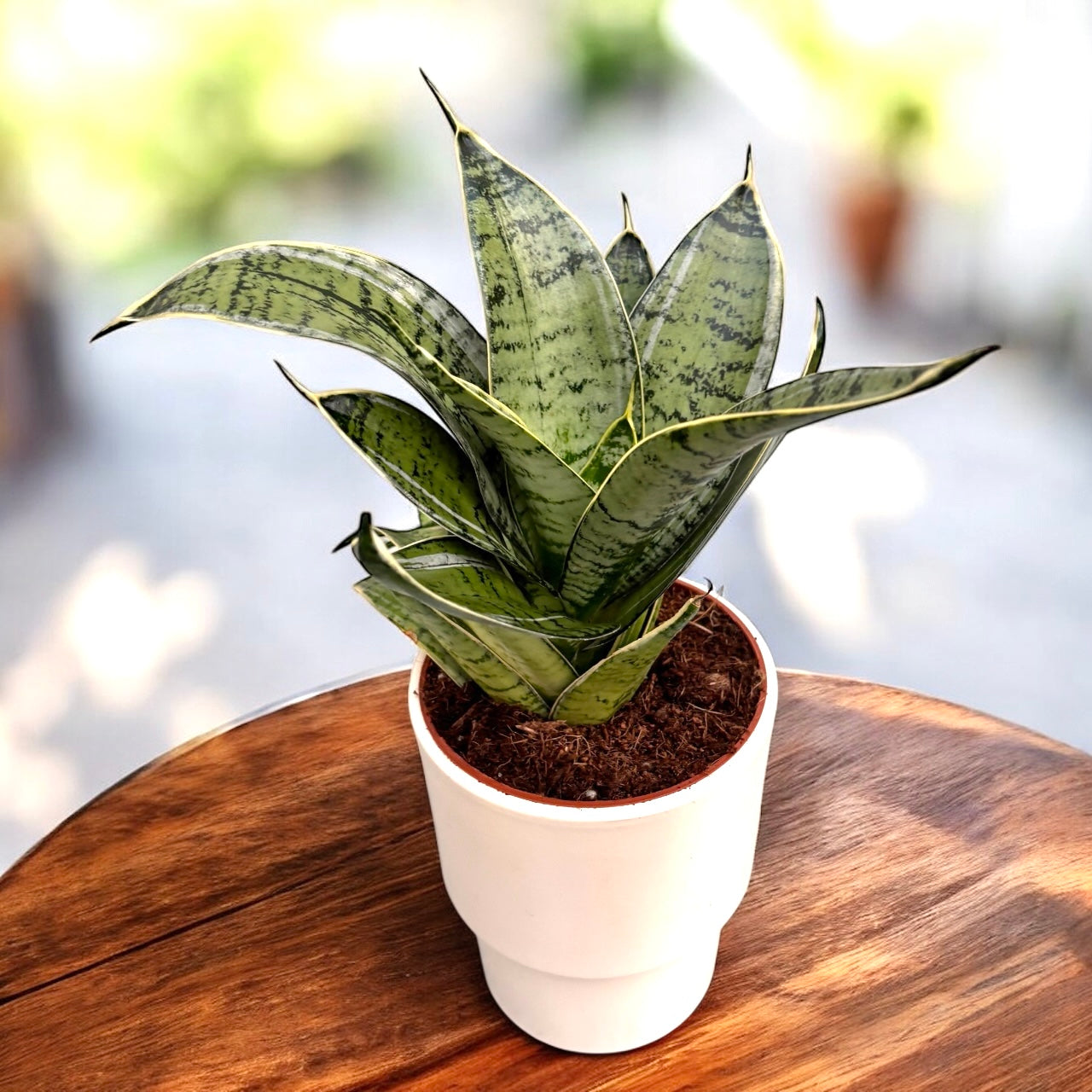 sansevieria enana flor Sansevieria Hahnii 'Silver Star' – elegancia compacta con follaje plat – Secret Garden Plant Shop