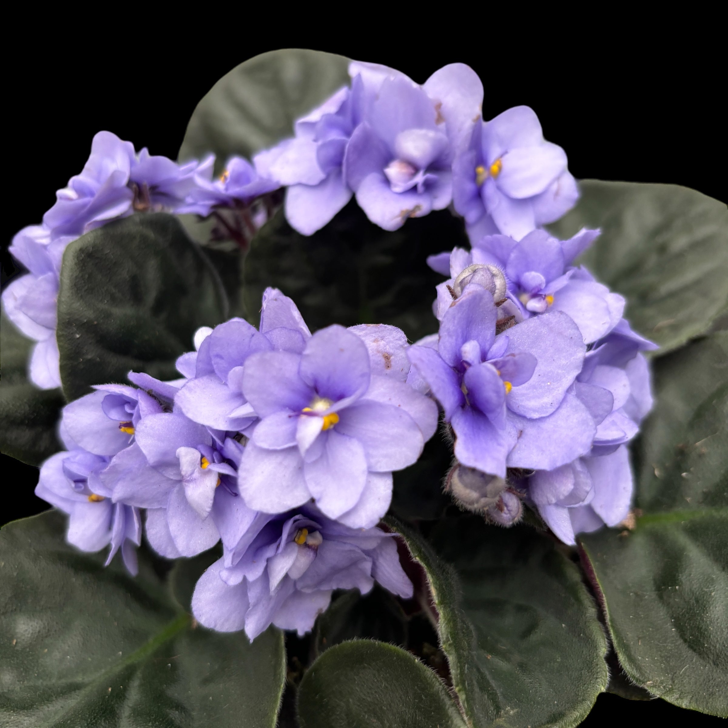 Saintpaulia Wave Lila - violete cu flori duble – Secret Garden