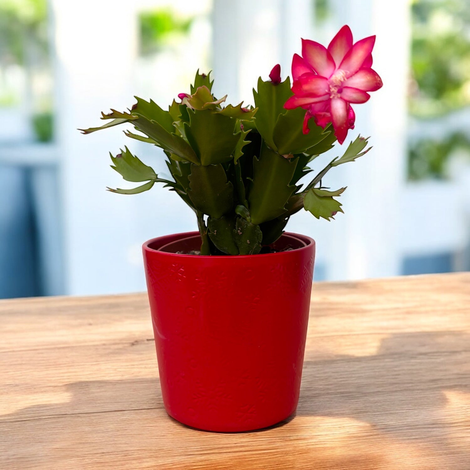 Schlumbergera truncata 'Flame Red'