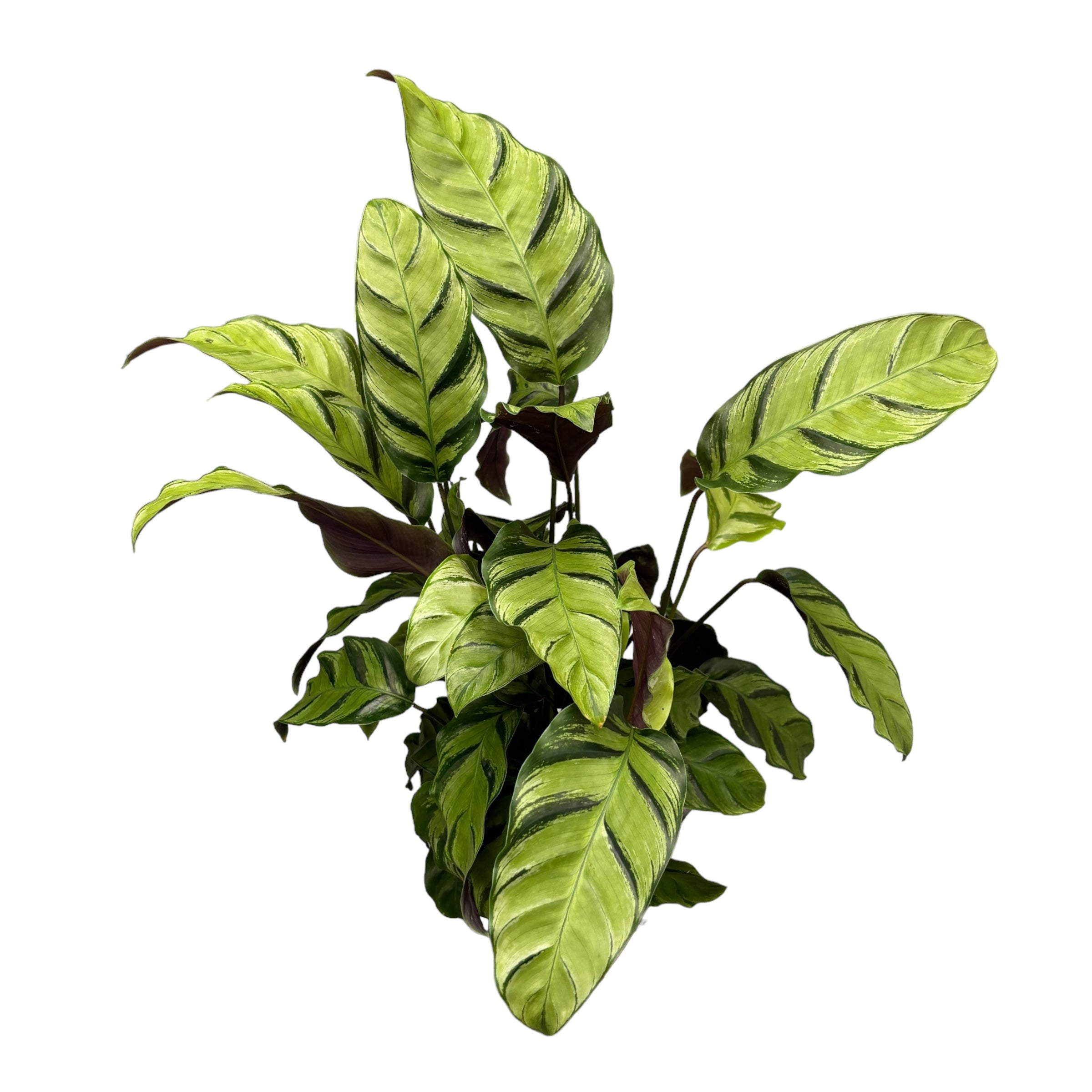 calathea green star Calathea 'Greenstar' – Secret Garden Plant Shop