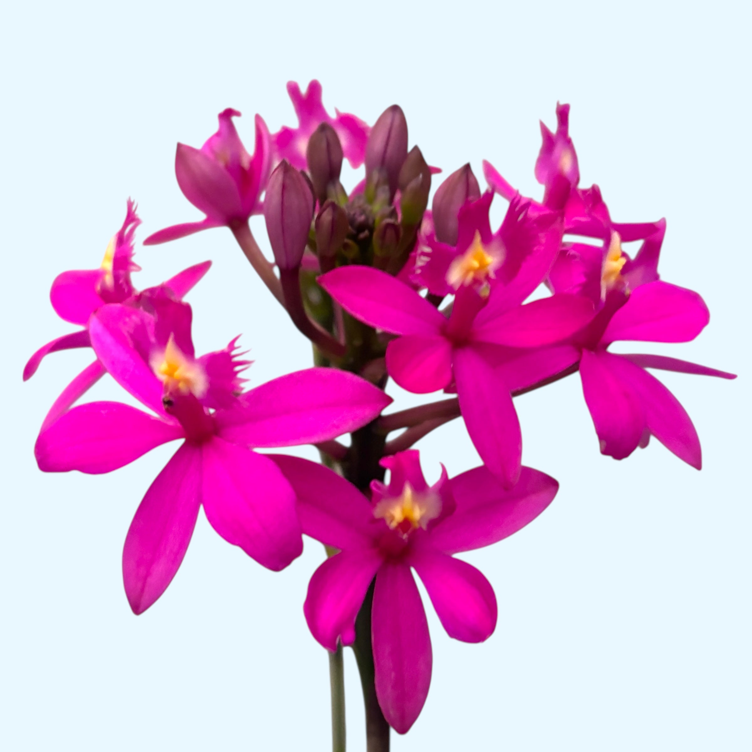 Epidendrum radicans 'PINK' XL – Secret Garden Plant Shop