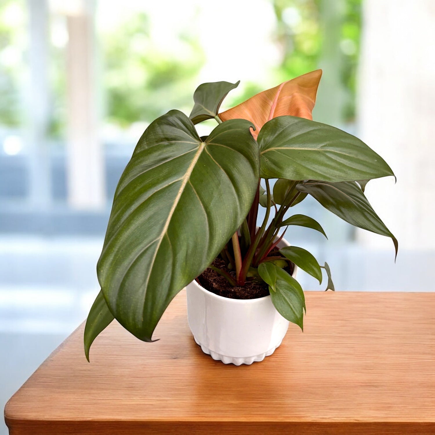 Philodendron 'Summer Glory' - spectaculaire tropische bladeren