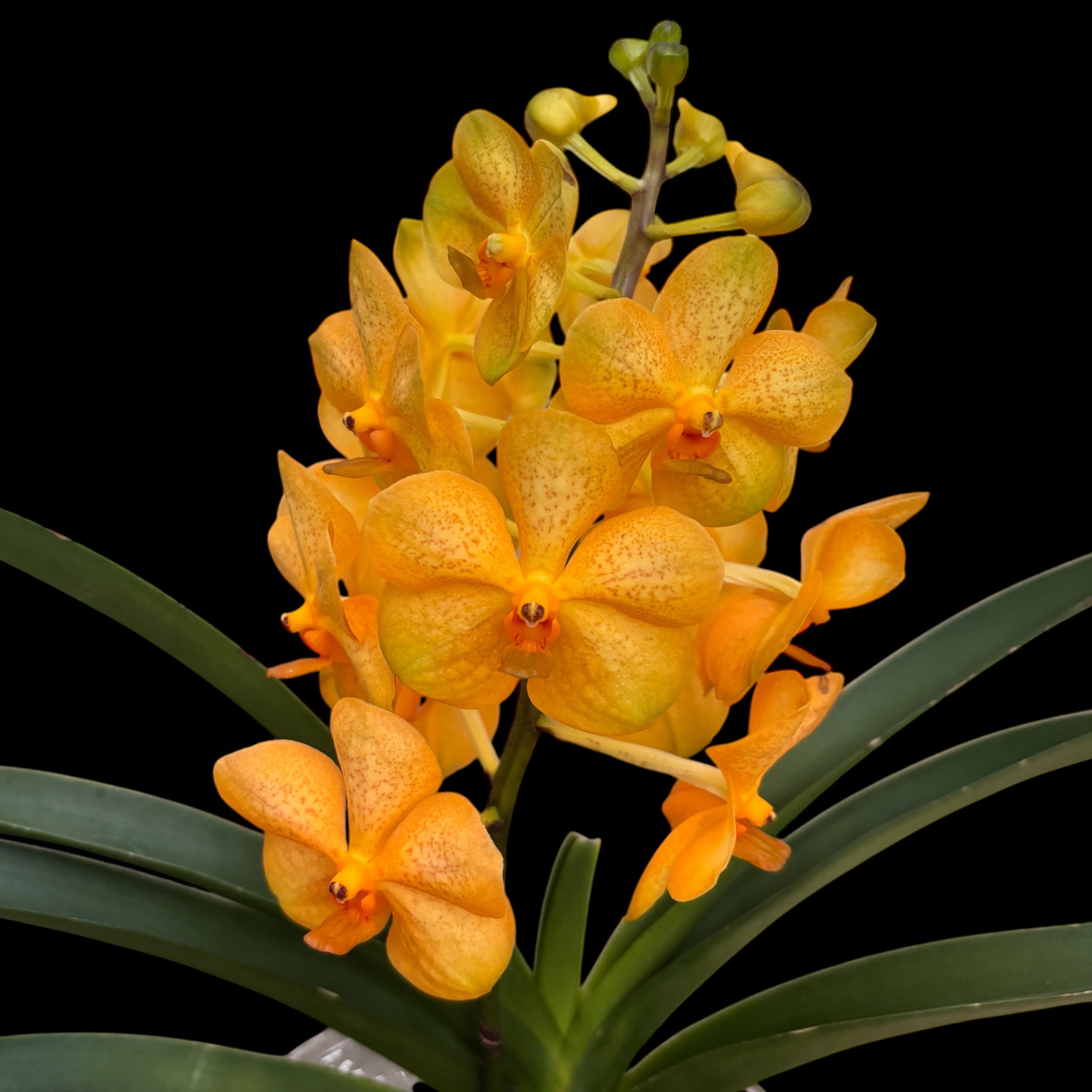 Vanda Natcha Princess Orange (Ansu) – Secret Garden Plant Shop