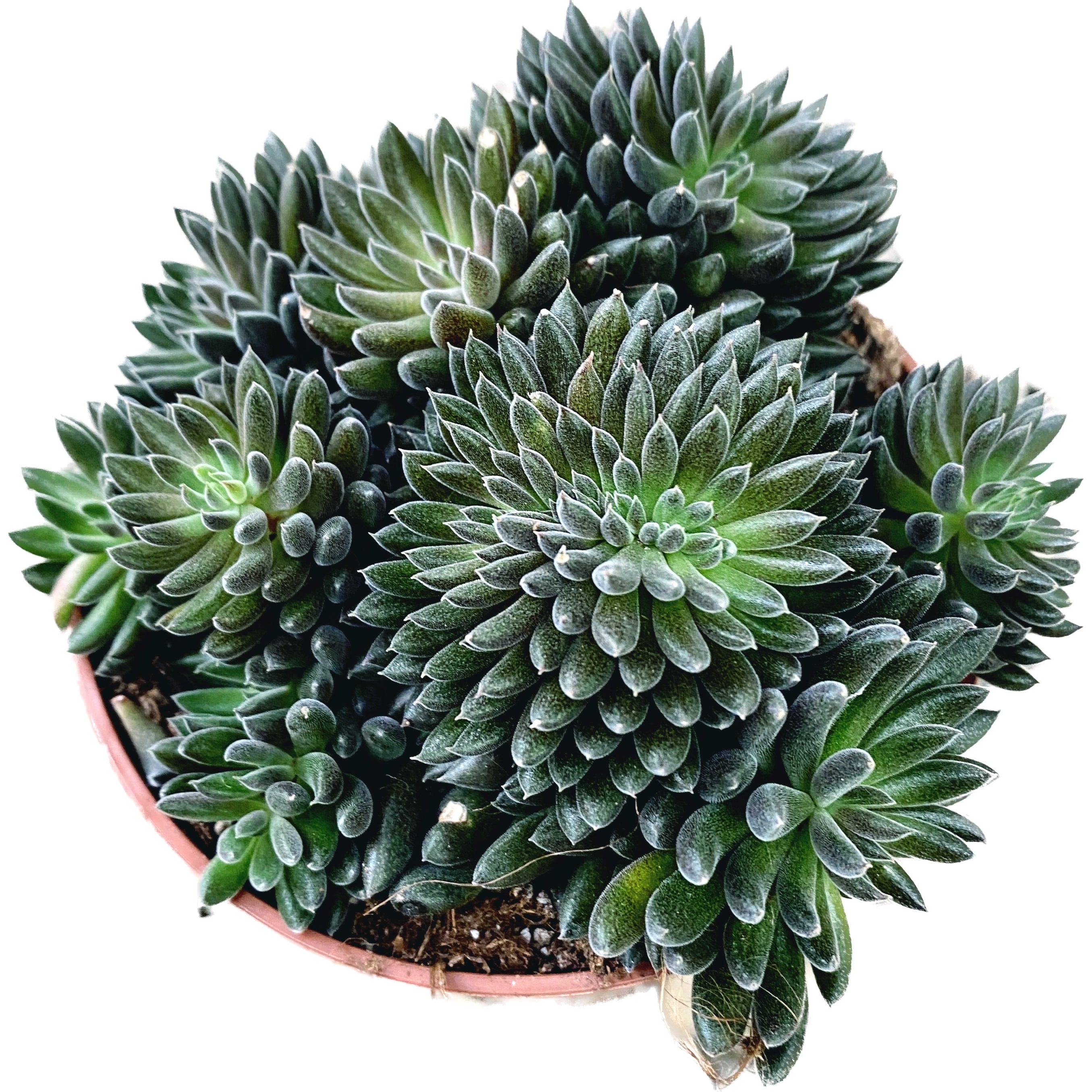 metal succulent 4 inch Solid White Ceramic Planter with Metal Stand - Shop Succulent Cactus  Pots
