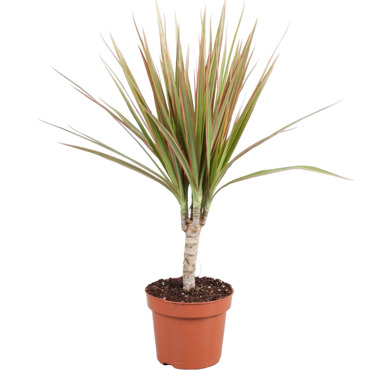 dracaena marginata ingrijire Dracena