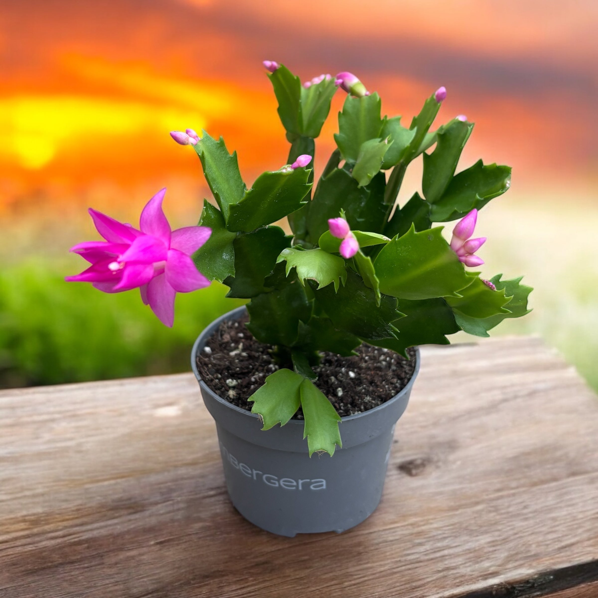 Schlumbergera Naomi – Secret Garden Plant Shop