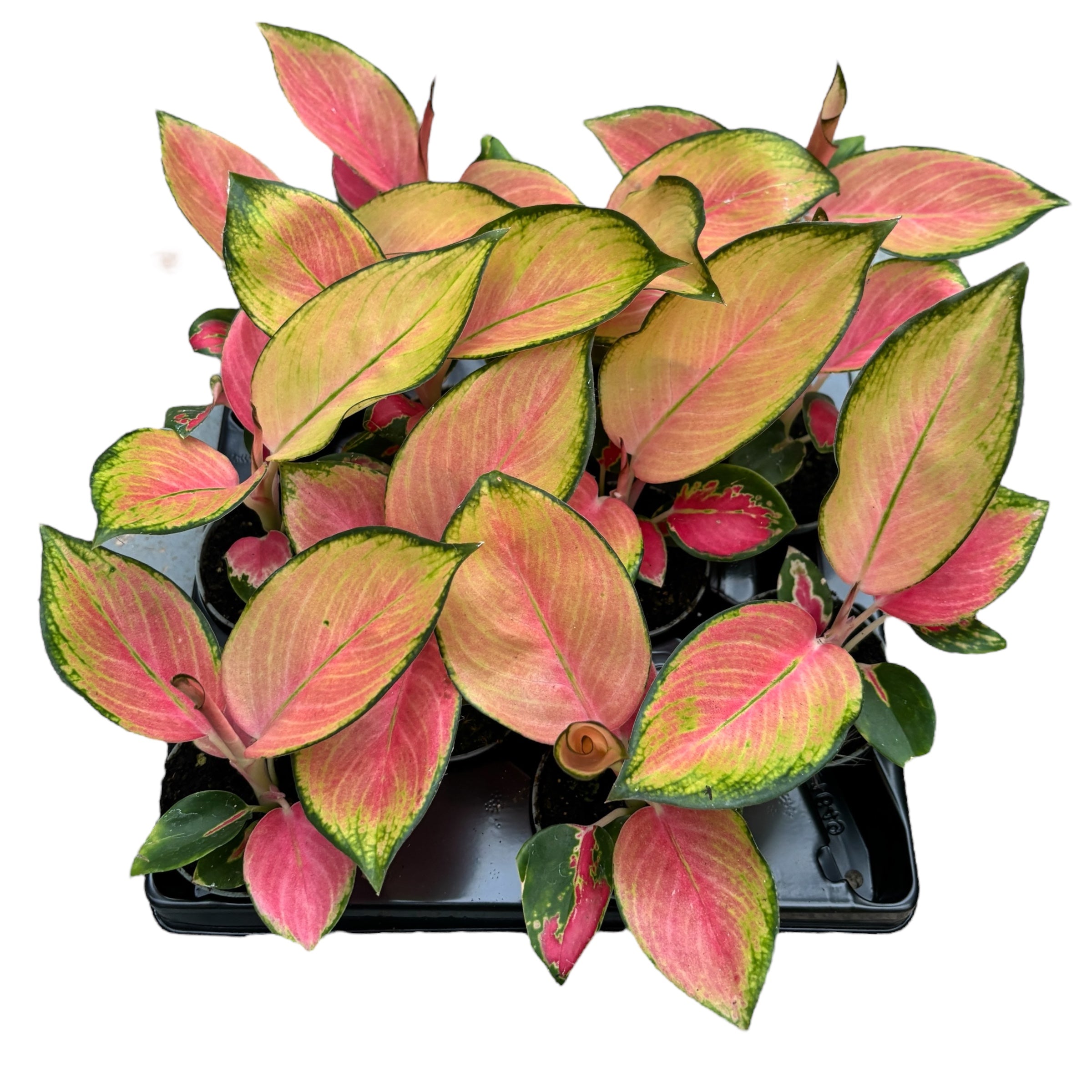 aglaonema red dragon Aglaonema 'Red Dragon' *babyplant – Secret Garden Plant Shop