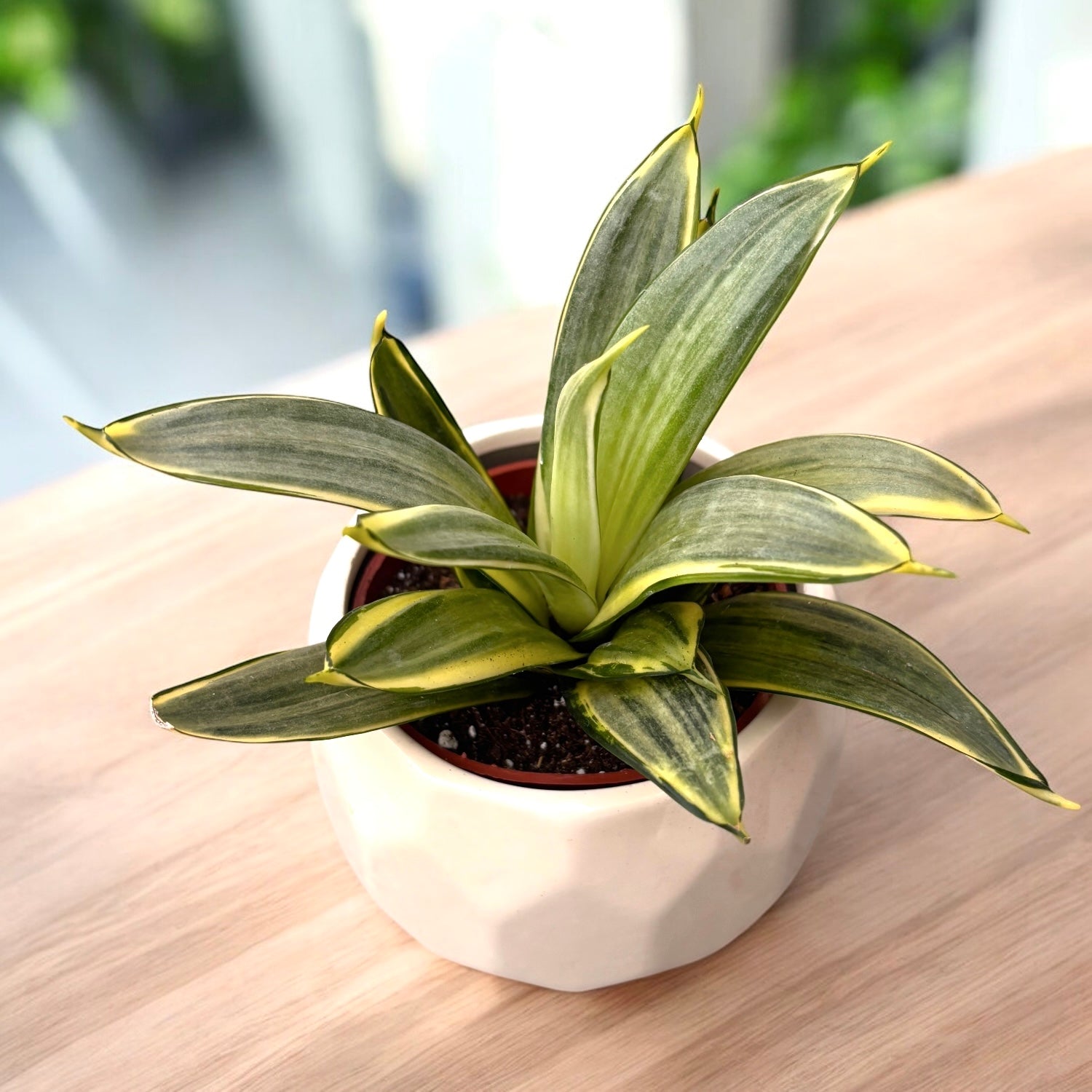Sansevieria 'Silver Frost Hahnii' – kompakte Pflanze mit silbernen Blättern  und goldenen Rändern – Secret Garden Plant Shop