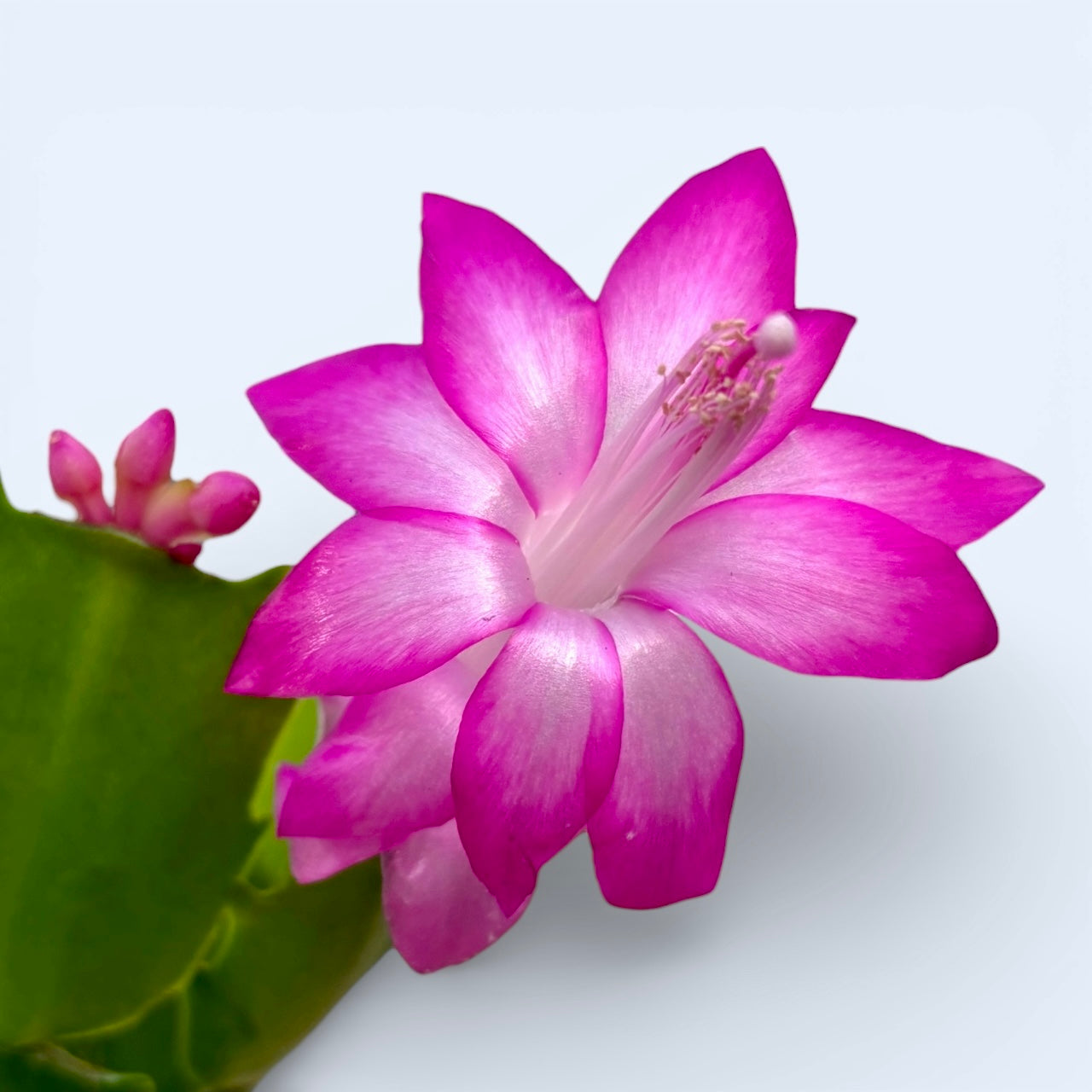 Schlumbergera 'Purple Dancer' (Vánoční kaktus) 2pp – Secret Garden Plant  Shop
