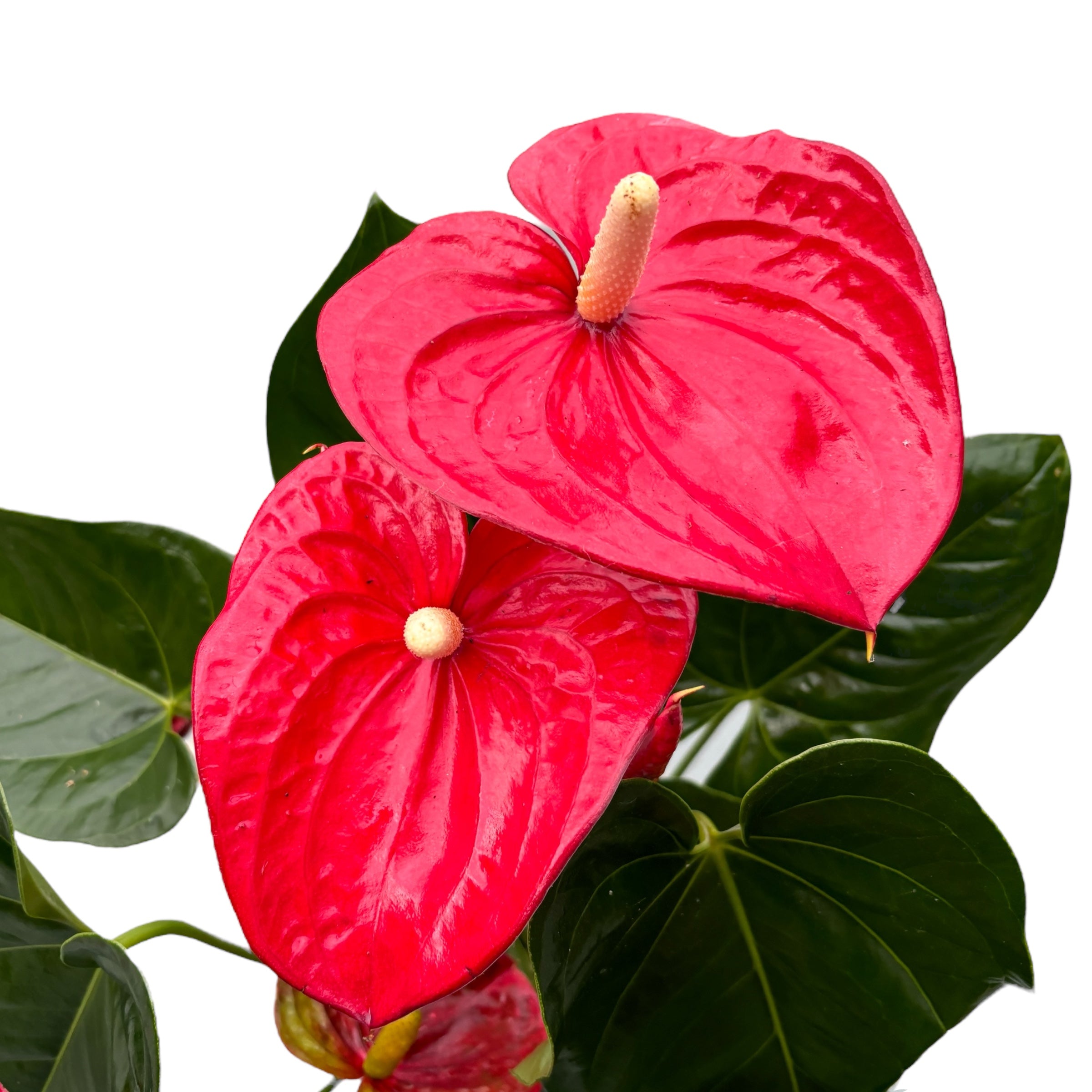 Anthurium Sierra Red (flori XL) – Secret Garden Plant Shop
