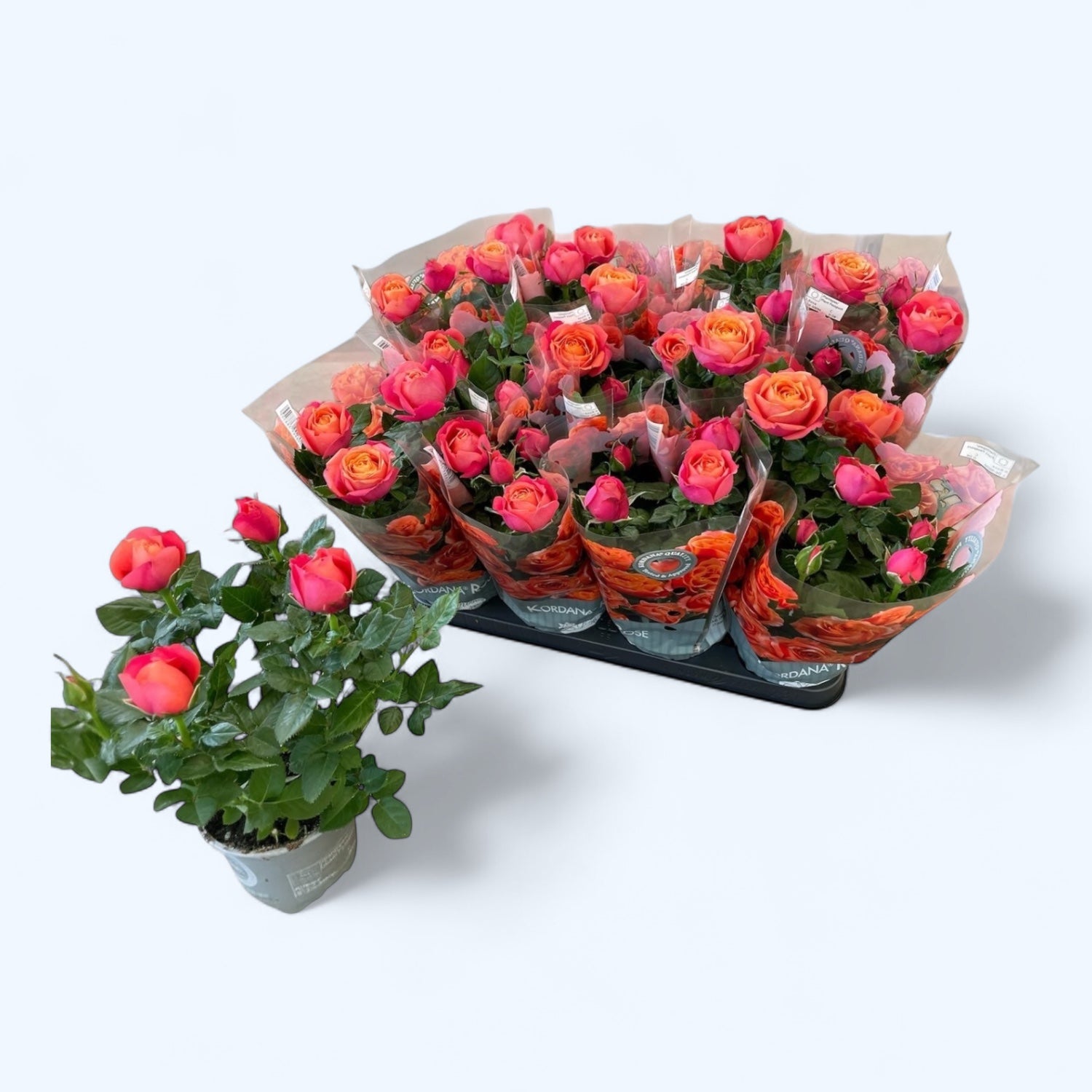 Rosa Kordana® Grande 'Magma' – trandafir pitic cu flori bicolore