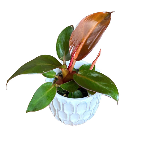 Philodendron Red Sun *babyplant