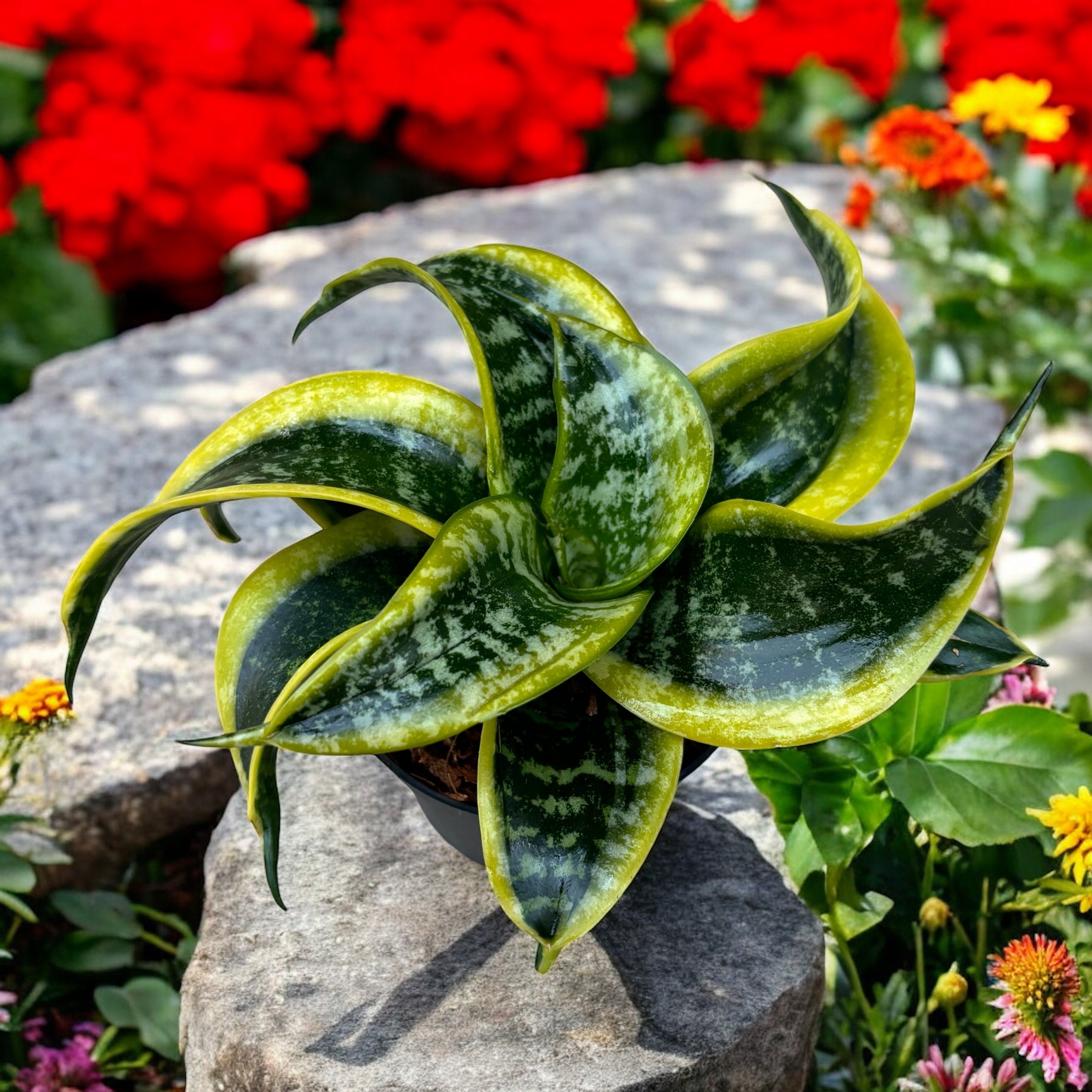 sansevieria para exterior Sansevieria 'Hahnii Tornado' – Secret Garden Plant Shop