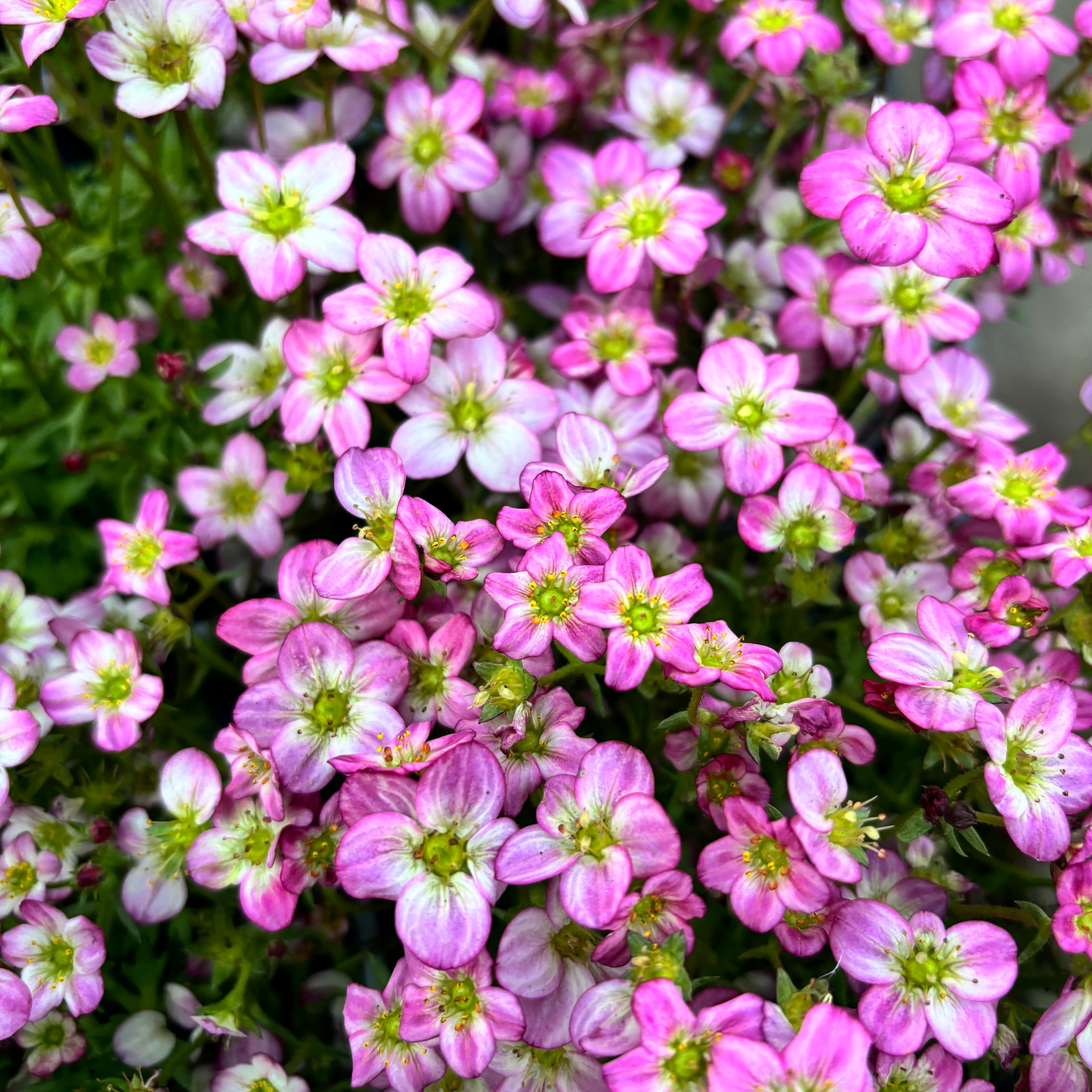 Saxifraga ardensii Pink – Secret Garden Plant Shop