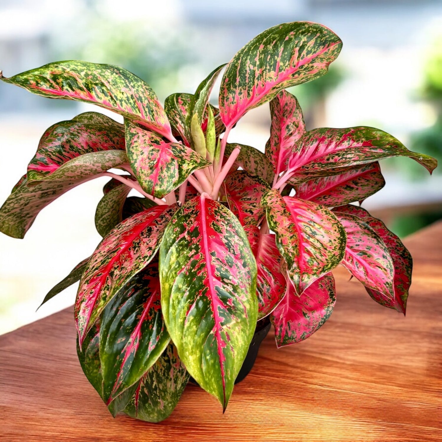 aglaonema brilliant beauty Aglaonema 'Beauty'