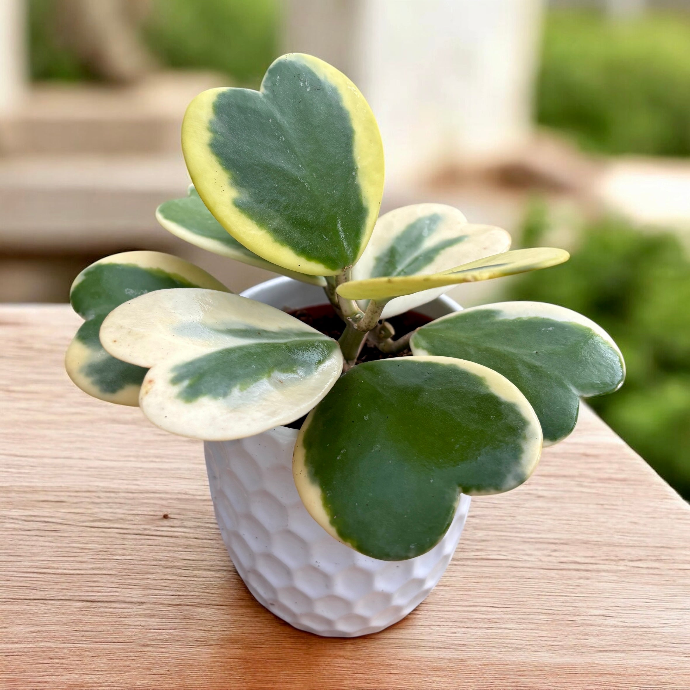 Hoya kerrii 'Albomarginata'