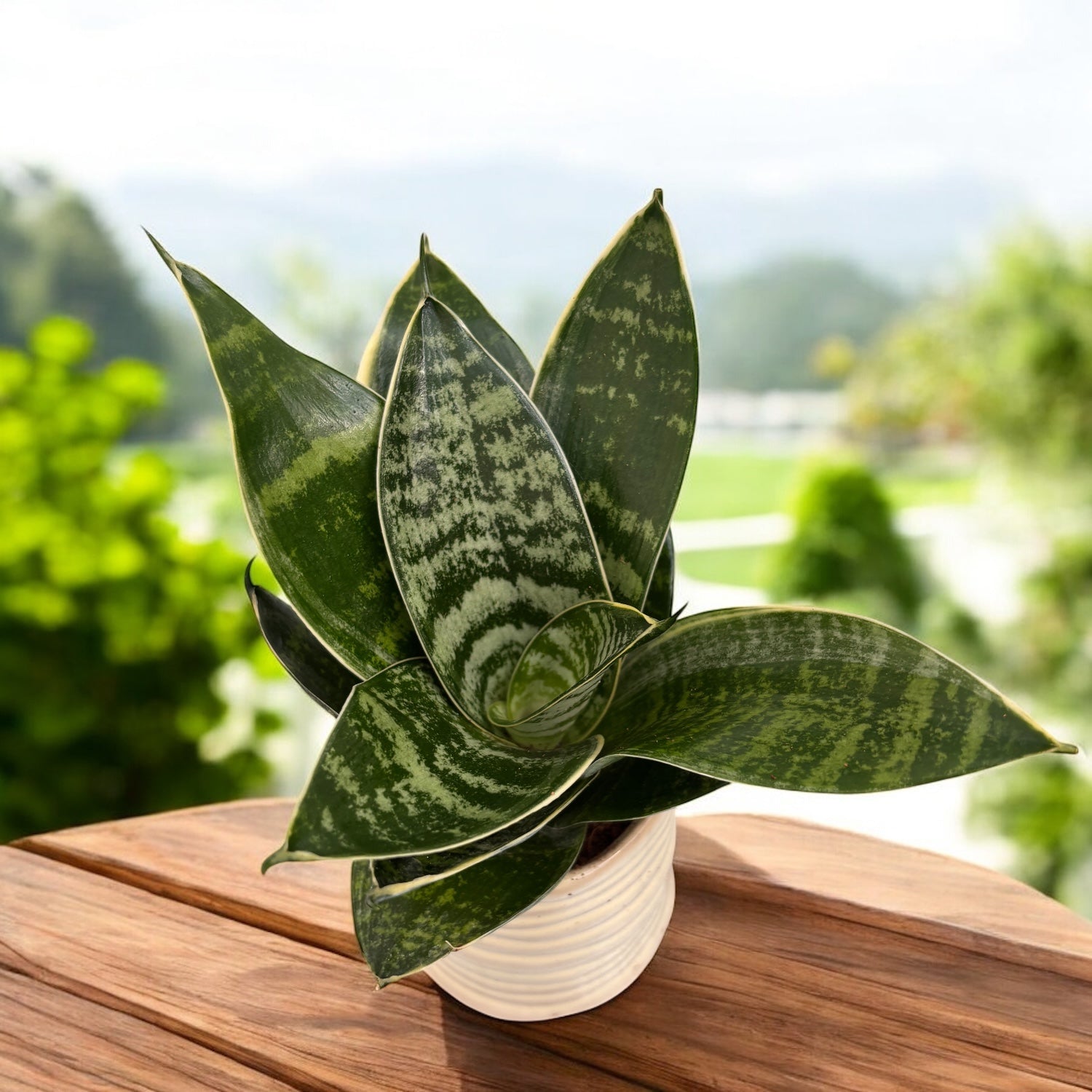 sansevieria plateada Sansevieria Hahnii 'Estrella Plateada' D6 – Secret Garden Plant Shop