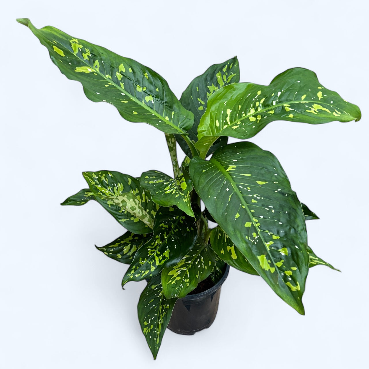 dieffenbachia exotica cuidados Dieffenbachia 'Spotty' – planta ornamental de interior con hojas manchadas y cuidado sencillo – Secret Garden Plant Shop