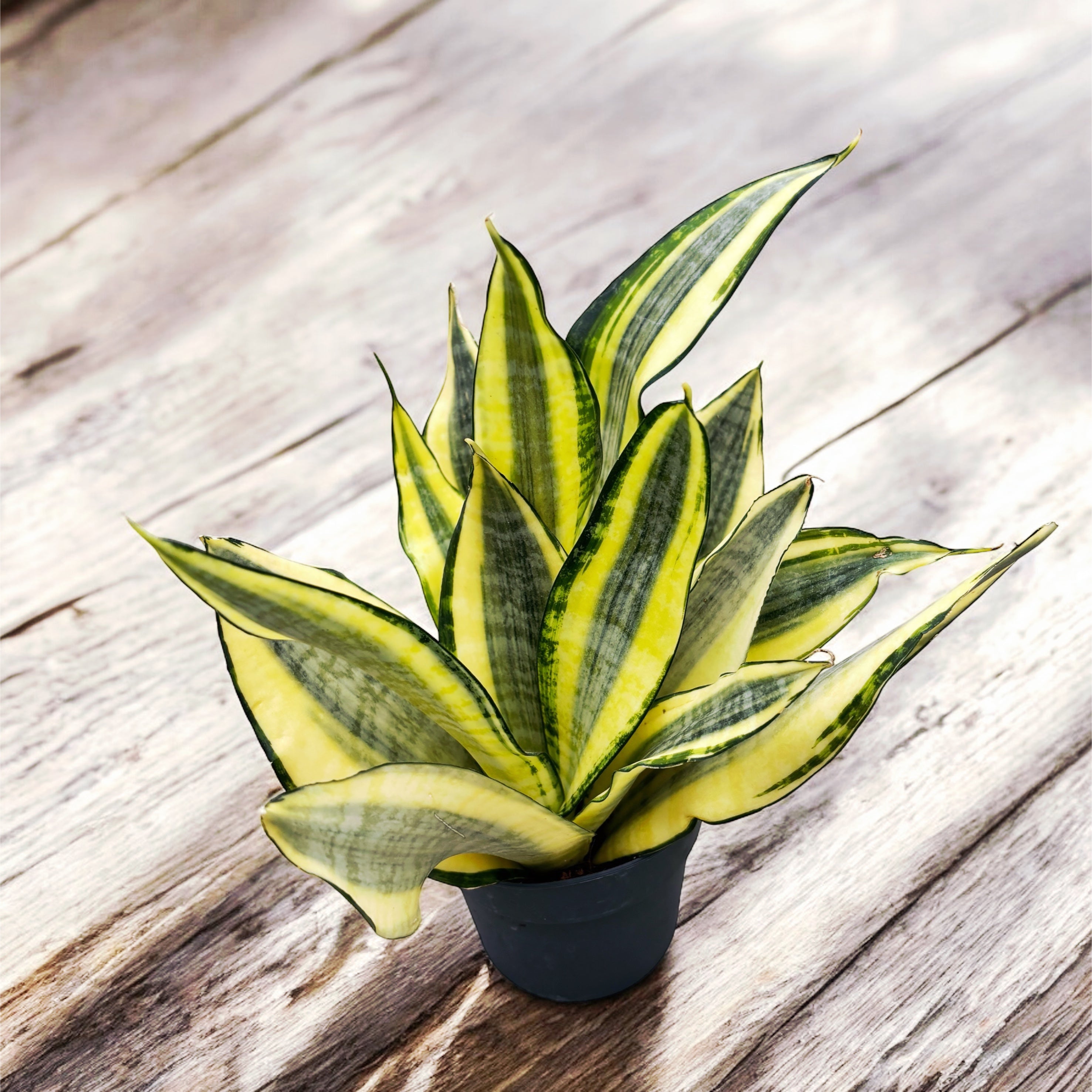 gold dust snake plant Sansewieria 'Gold Dust' – Secret Garden Plant Shop