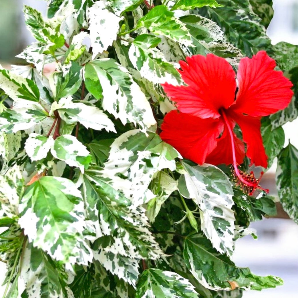 Hibiskus variegat rosa-sinensis var. cooperi 'Snowflake', 'Snow Queen' –  Secret Garden Plant Shop